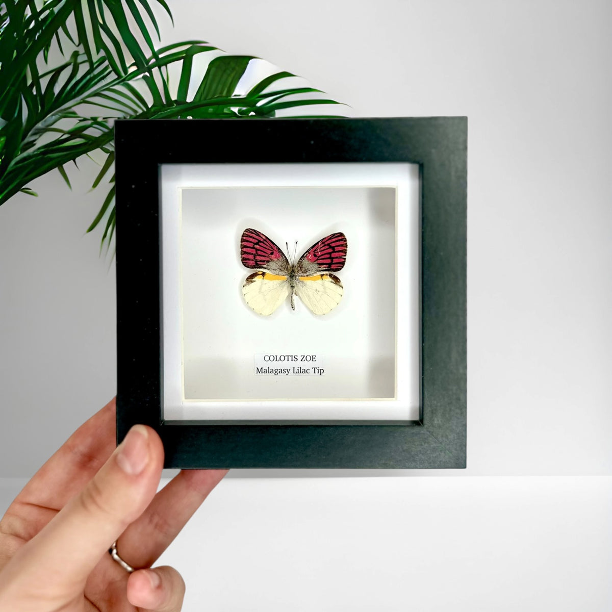 Malagasy Lilac Tip (Colotis Zoe) - Small Framed Butterfly