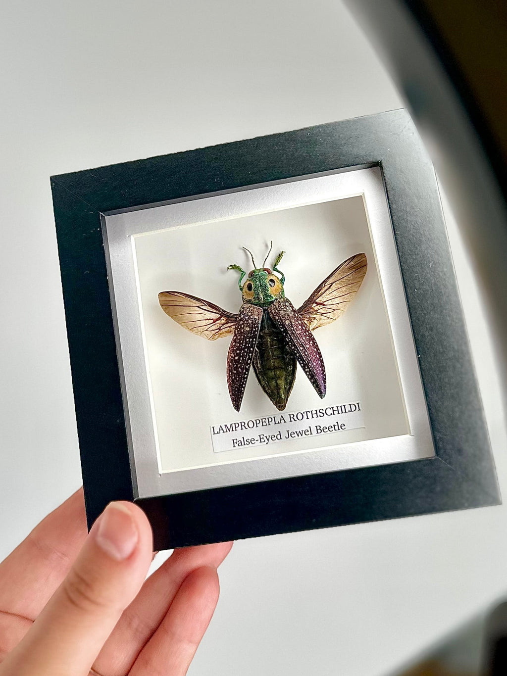 False-eyed Jewel Beetle | Lampropepla Rothschildi - Small black shadow deep frame - Taxidermy Entomology Home Decor Framed natural Art by cuteaholic gifts