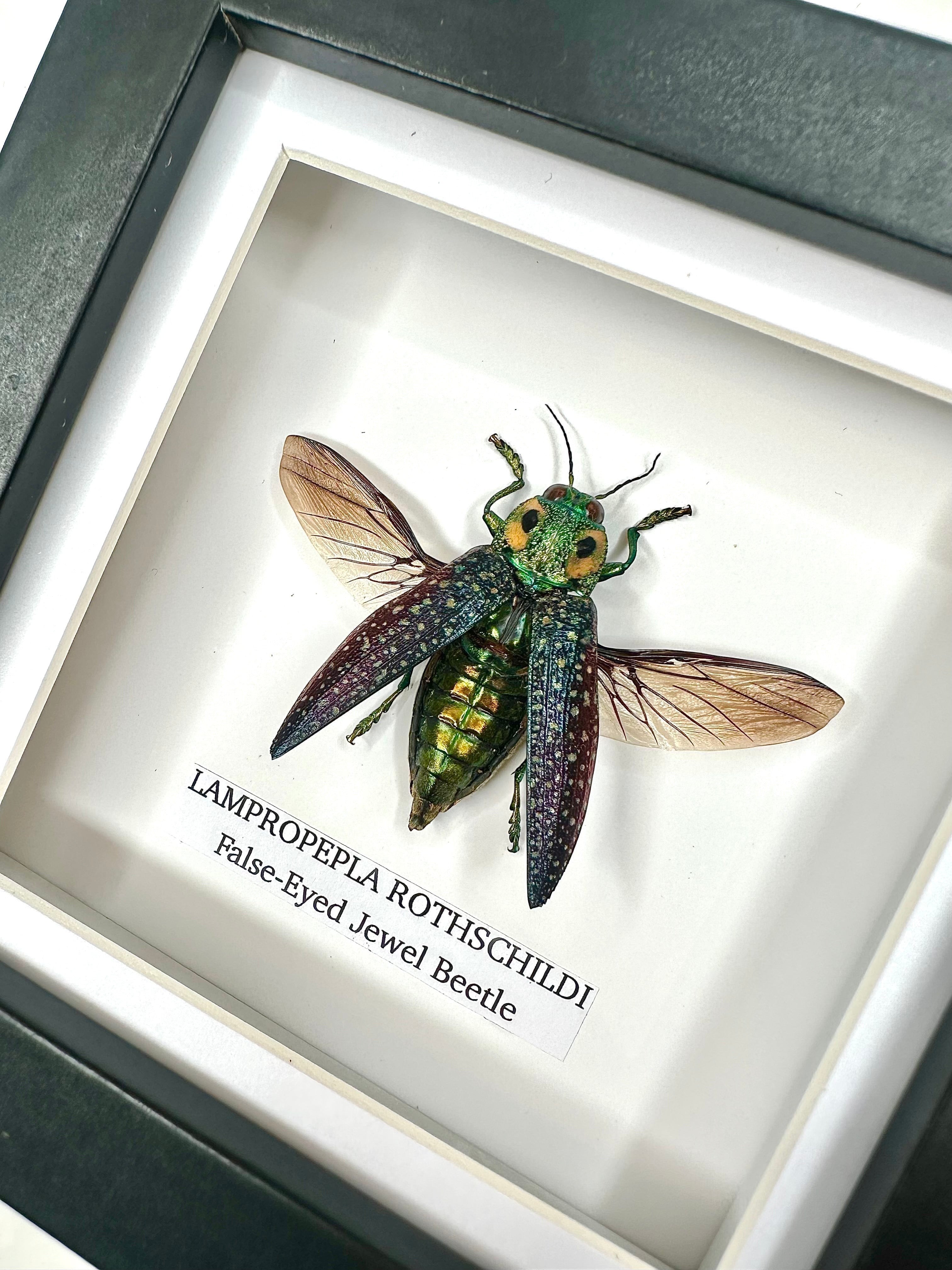 False-eyed Jewel Beetle | Lampropepla Rothschildi - Small black shadow deep frame - Taxidermy Entomology Home Decor Framed natural Art by cuteaholic gifts