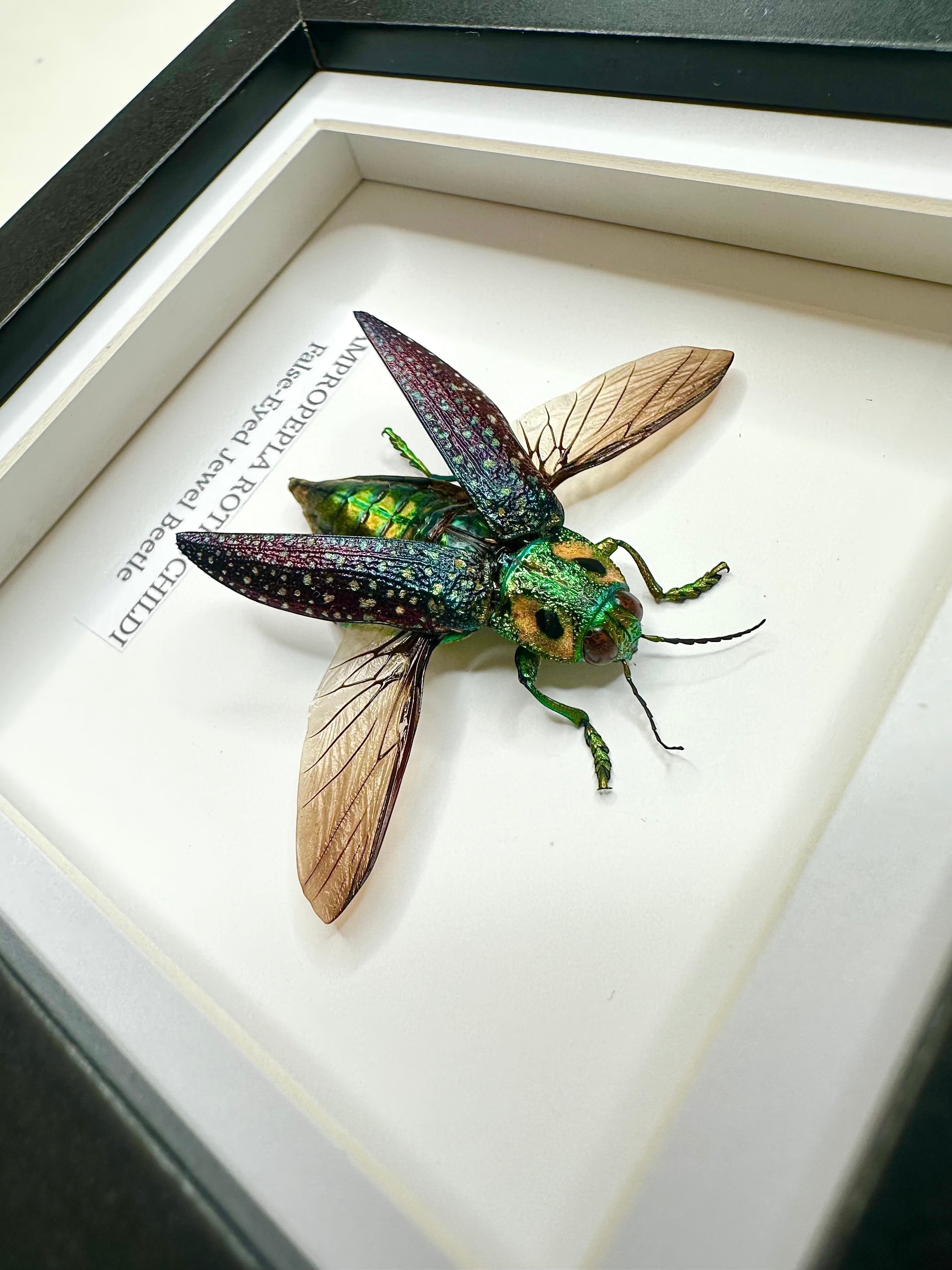 False-eyed Jewel Beetle | Lampropepla Rothschildi - Small black shadow deep frame - Taxidermy Entomology Home Decor Framed natural Art by cuteaholic gifts