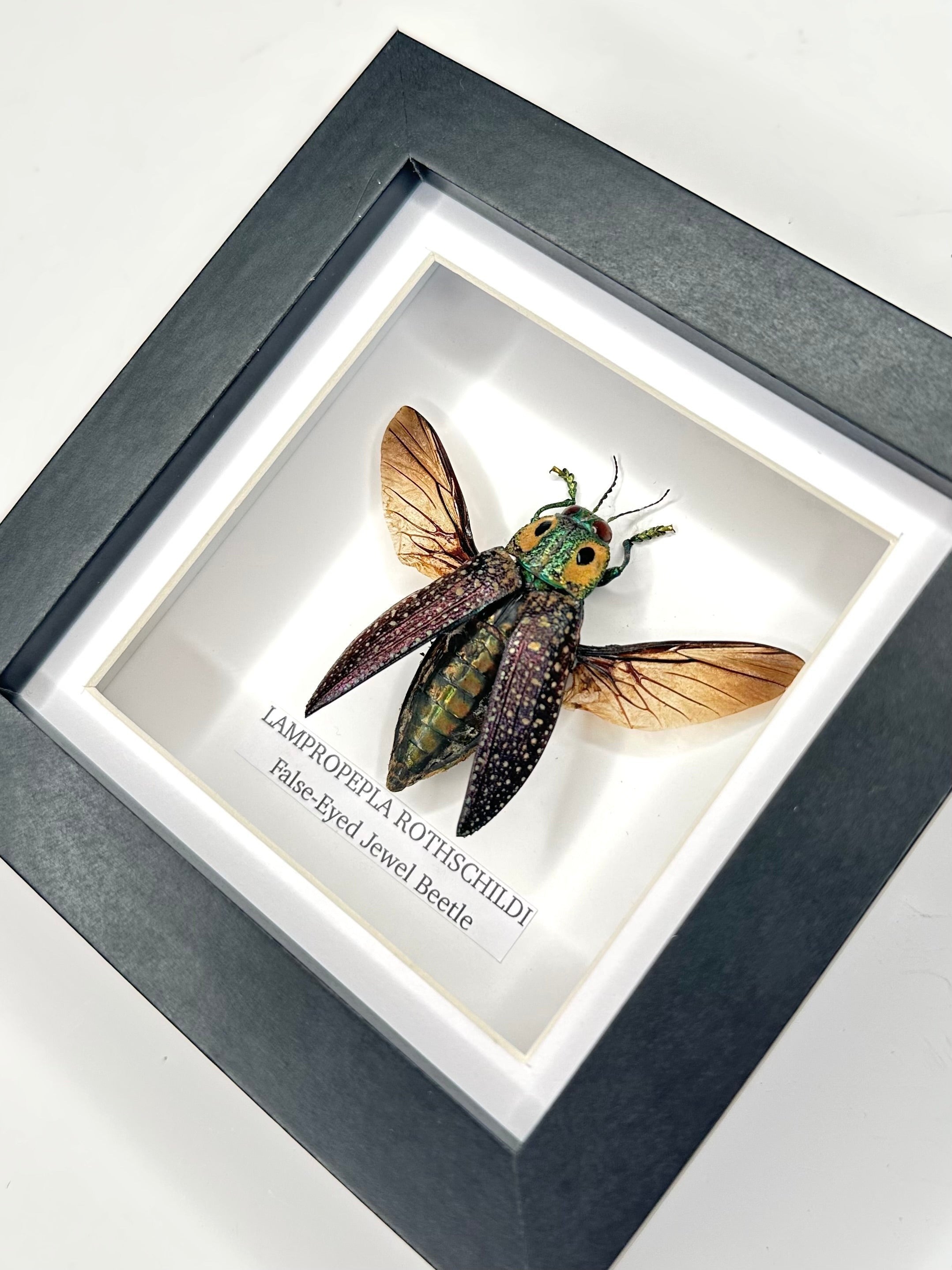 False-eyed Jewel Beetle | Lampropepla Rothschildi - Small black shadow deep frame - Taxidermy Entomology Home Decor Framed natural Art by cuteaholic gifts