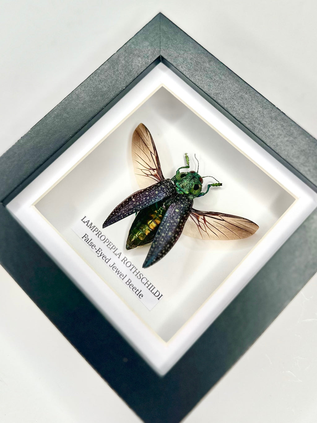 False-eyed Jewel Beetle | Lampropepla Rothschildi - Small black shadow deep frame - Taxidermy Entomology Home Decor Framed natural Art by cuteaholic gifts