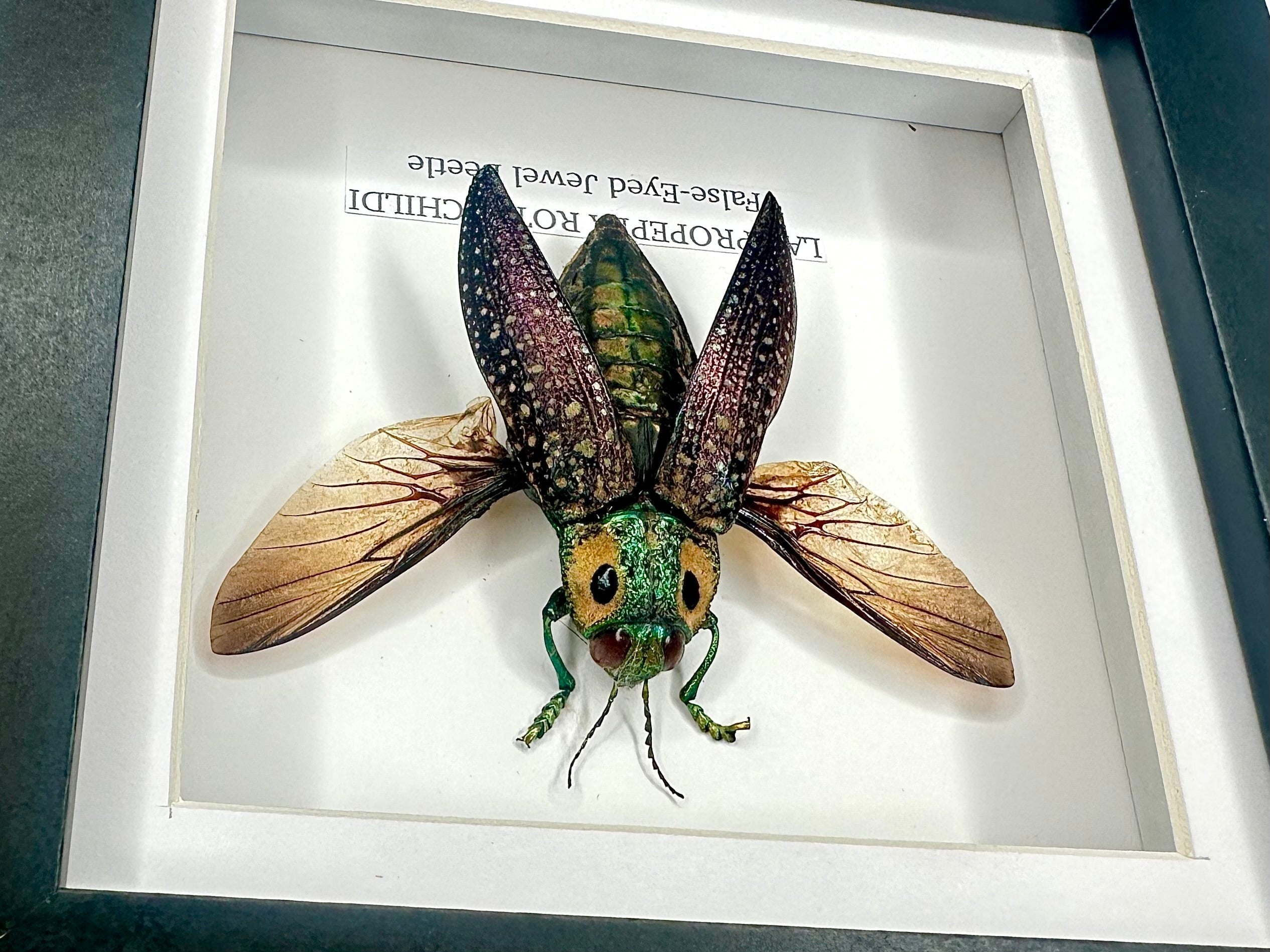 False-eyed Jewel Beetle | Lampropepla Rothschildi - Small black shadow deep frame - Taxidermy Entomology Home Decor Framed natural Art by cuteaholic gifts