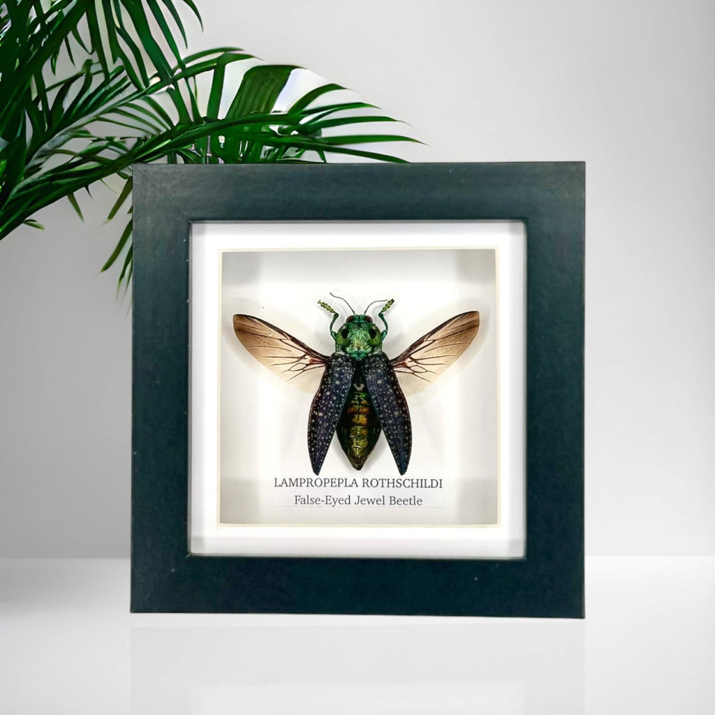 False-eyed Jewel Beetle | Lampropepla Rothschildi - Small black shadow deep frame - Taxidermy Entomology Home Decor Framed natural Art by cuteaholic gifts