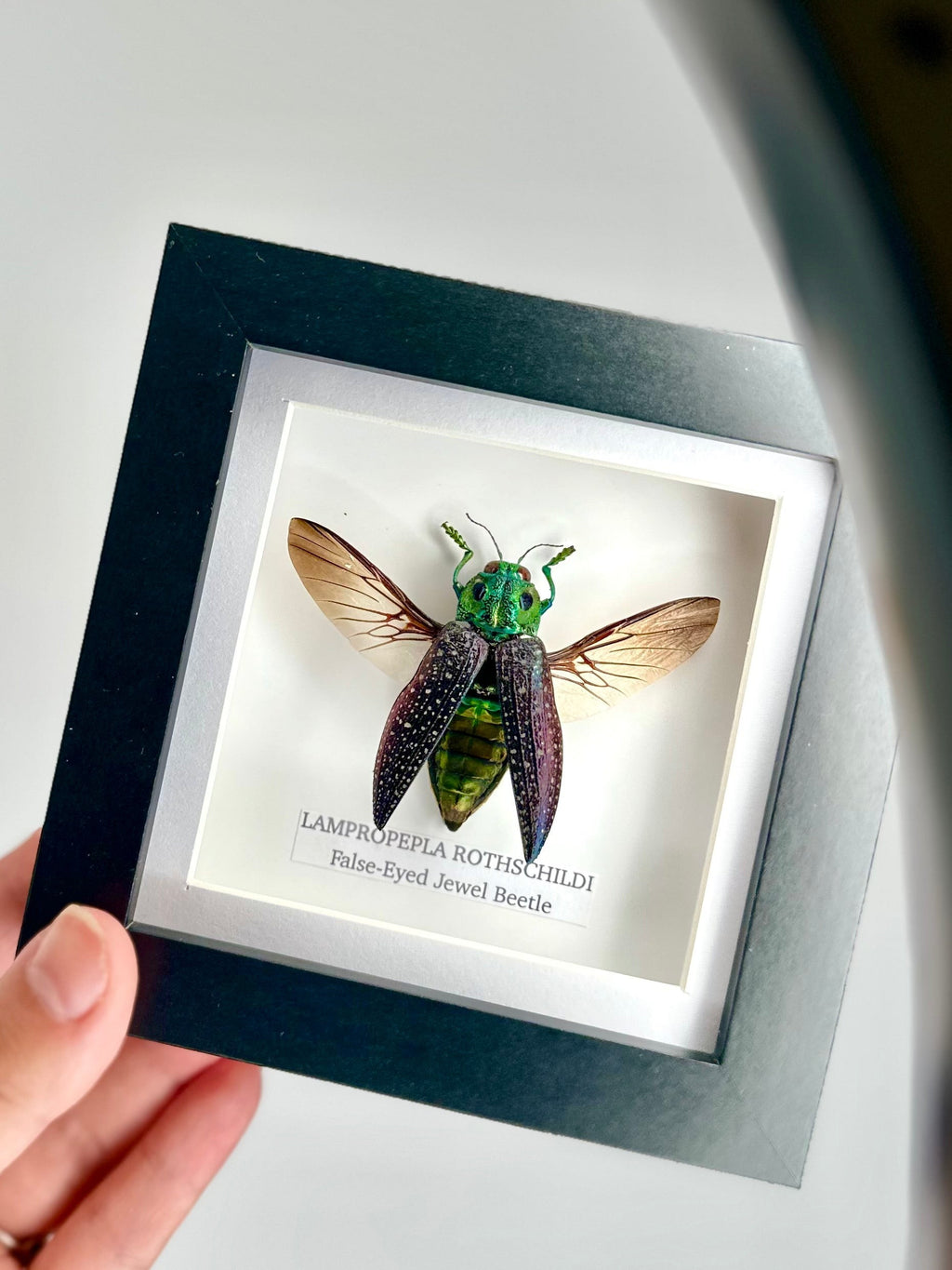 False-eyed Jewel Beetle | Lampropepla Rothschildi - Small black shadow deep frame - Taxidermy Entomology Home Decor Framed natural Art by cuteaholic gifts