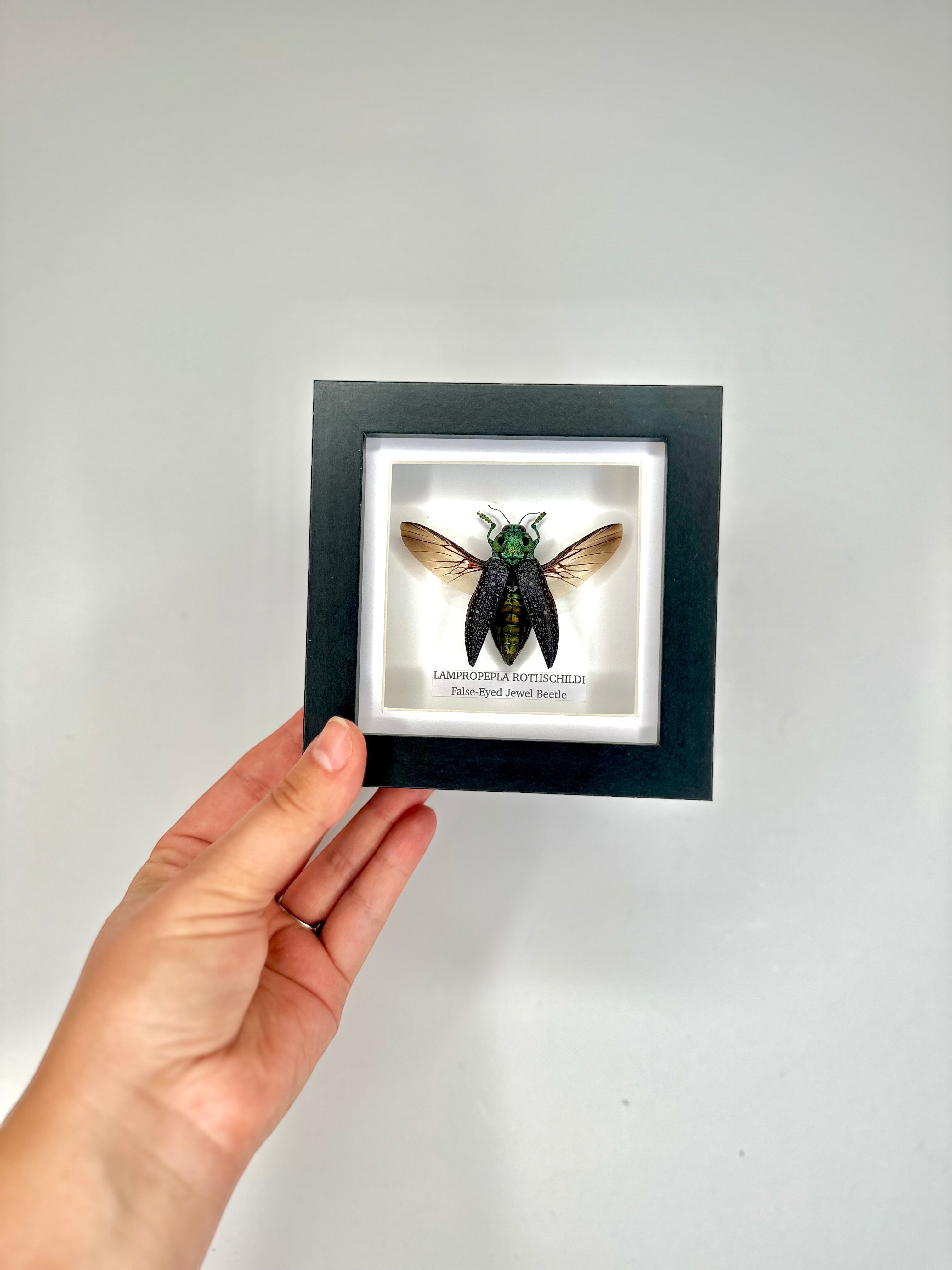 False-eyed Jewel Beetle | Lampropepla Rothschildi - Small black shadow deep frame - Taxidermy Entomology Home Decor Framed natural Art by cuteaholic gifts