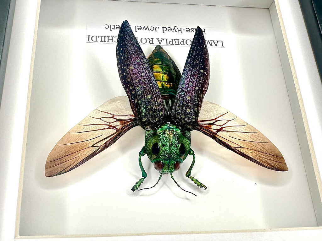 False-eyed Jewel Beetle | Lampropepla Rothschildi - Small black shadow deep frame - Taxidermy Entomology Home Decor Framed natural Art by cuteaholic gifts
