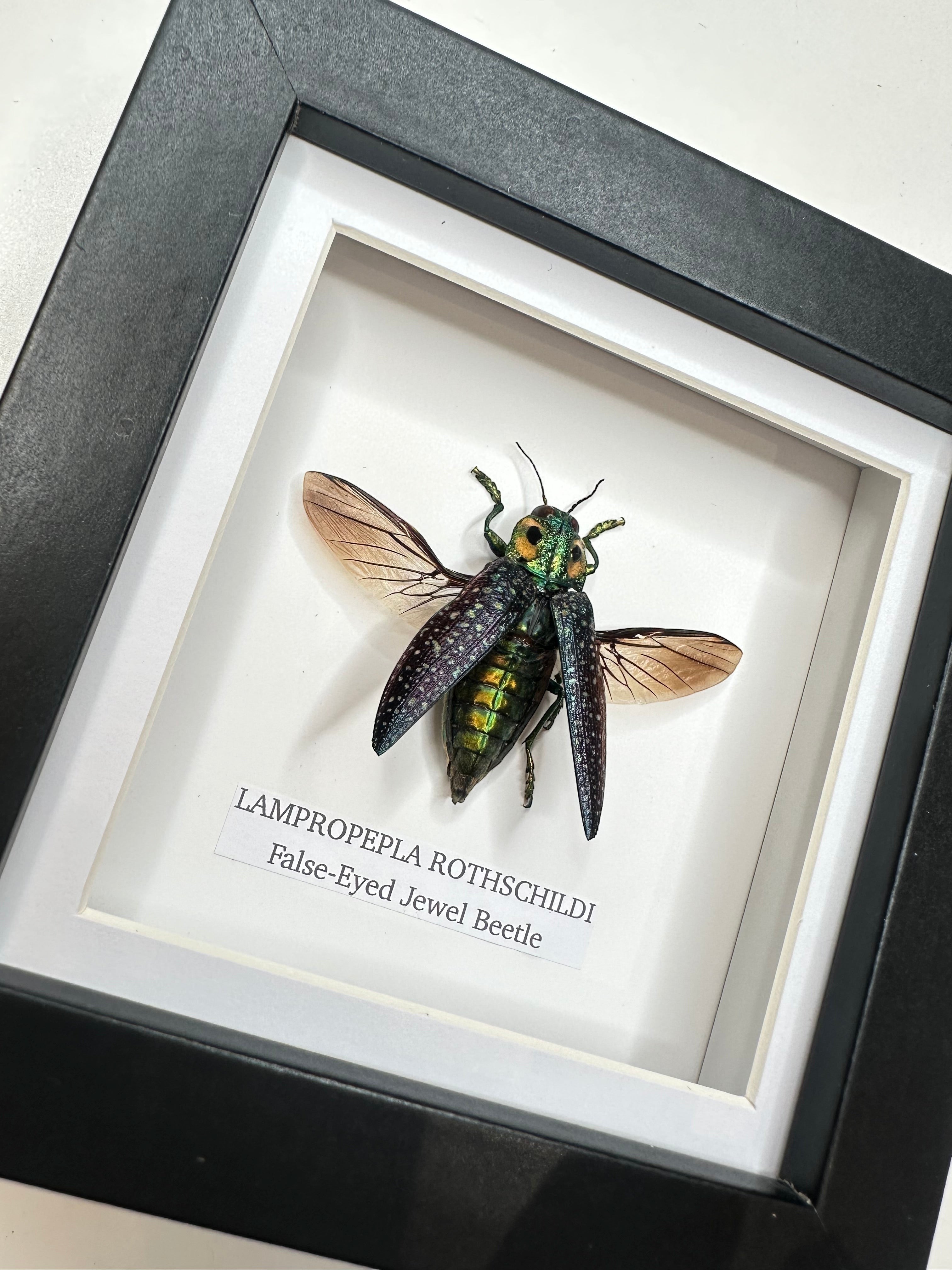 False-eyed Jewel Beetle | Lampropepla Rothschildi - Small black shadow deep frame - Taxidermy Entomology Home Decor Framed natural Art by cuteaholic gifts