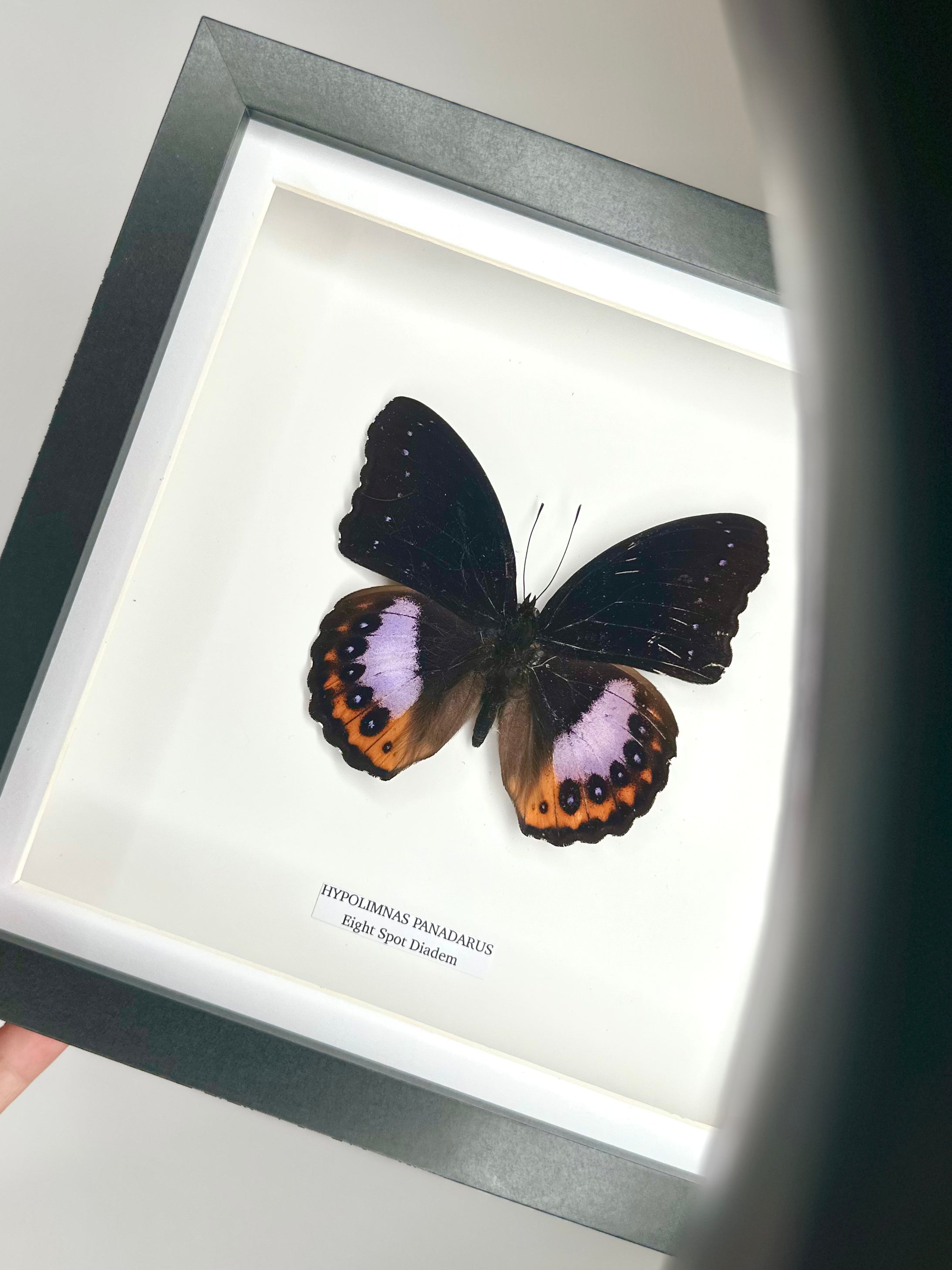 Eight Spot Madagascan Diadem – Medium Frame