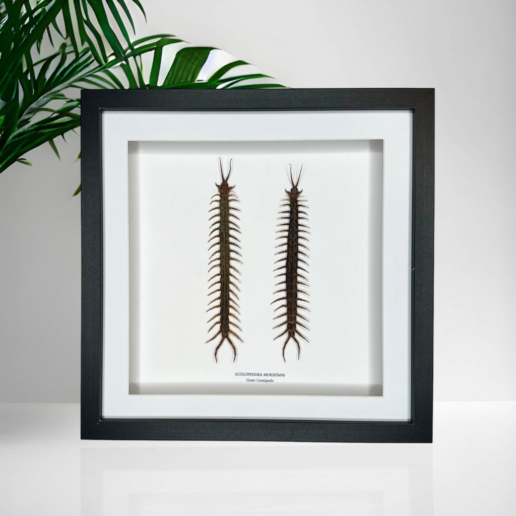 Giant Centipede | Scolopentra Morsitans | Large black shadow deep Frame - Taxidermy Entomology Home Decor Framed Natural Art handmade by cuteaholicgifts