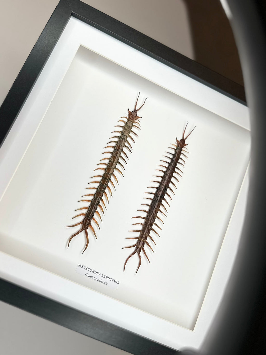 Giant Centipede | Scolopentra Morsitans | Large black shadow deep Frame - Taxidermy Entomology Home Decor Framed Natural Art handmade by cuteaholicgifts