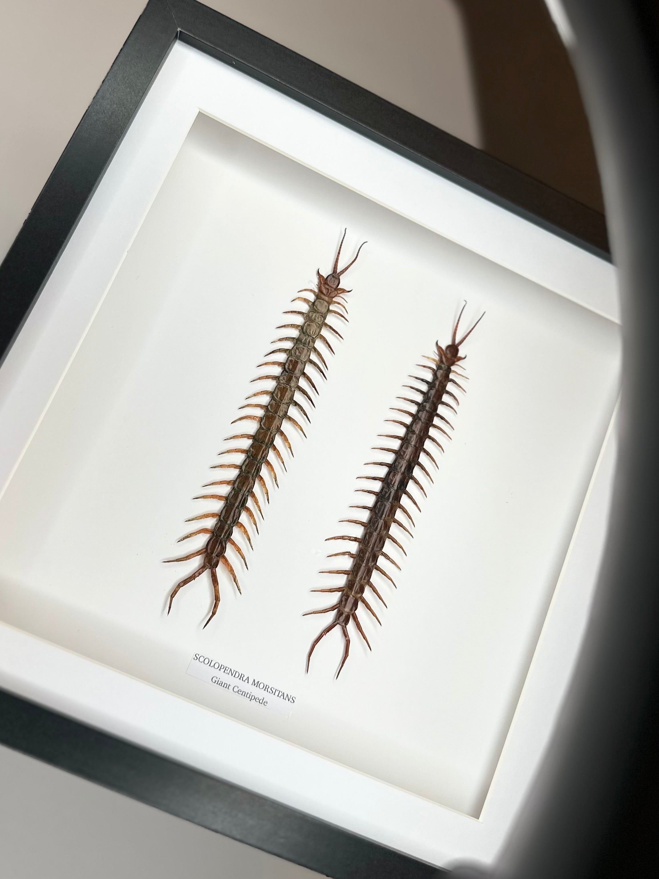 Giant Centipede | Scolopentra Morsitans | Large black shadow deep Frame - Taxidermy Entomology Home Decor Framed Natural Art handmade by cuteaholicgifts
