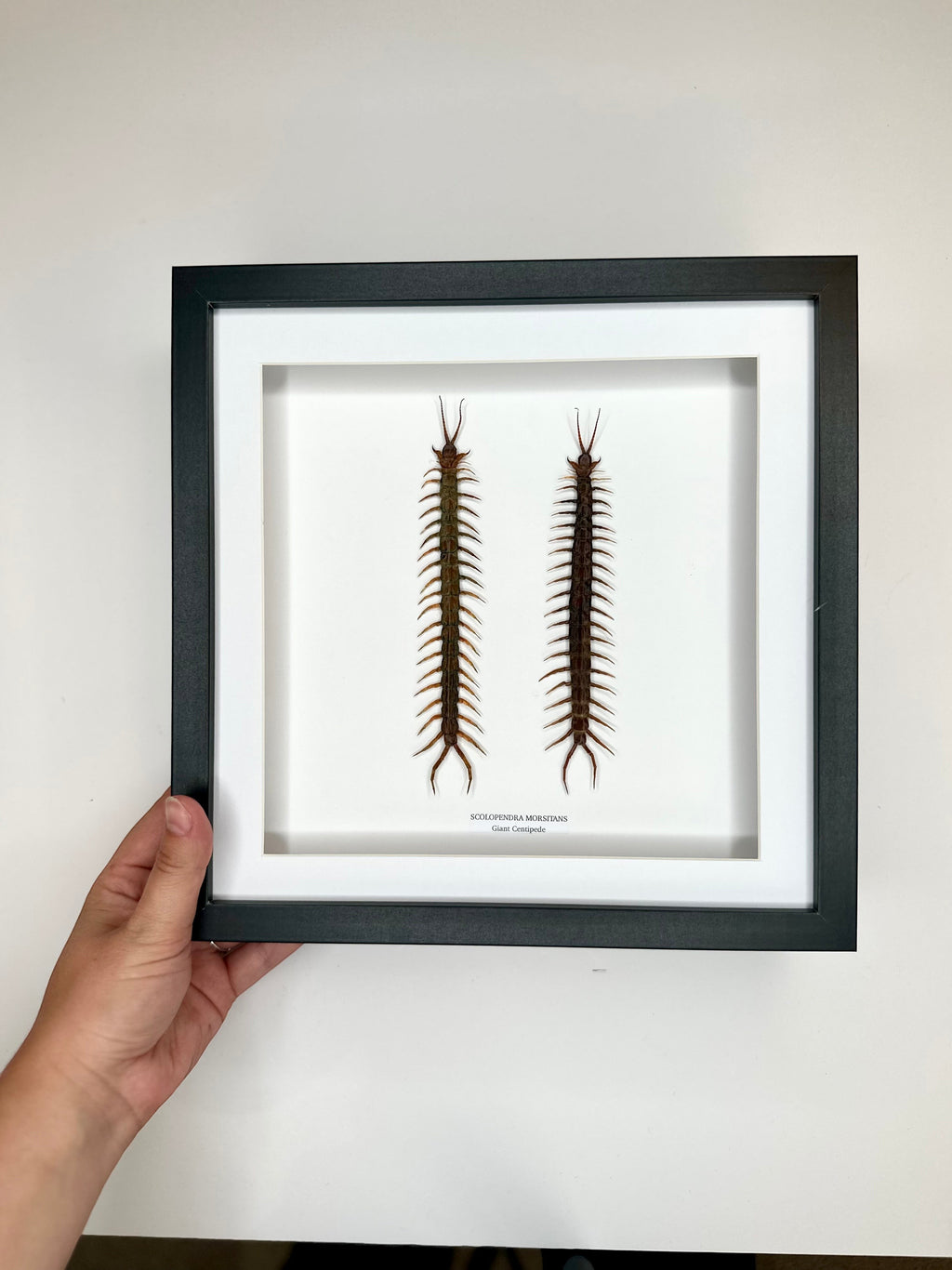 Giant Centipede | Scolopentra Morsitans | Large black shadow deep Frame - Taxidermy Entomology Home Decor Framed Natural Art handmade by cuteaholicgifts