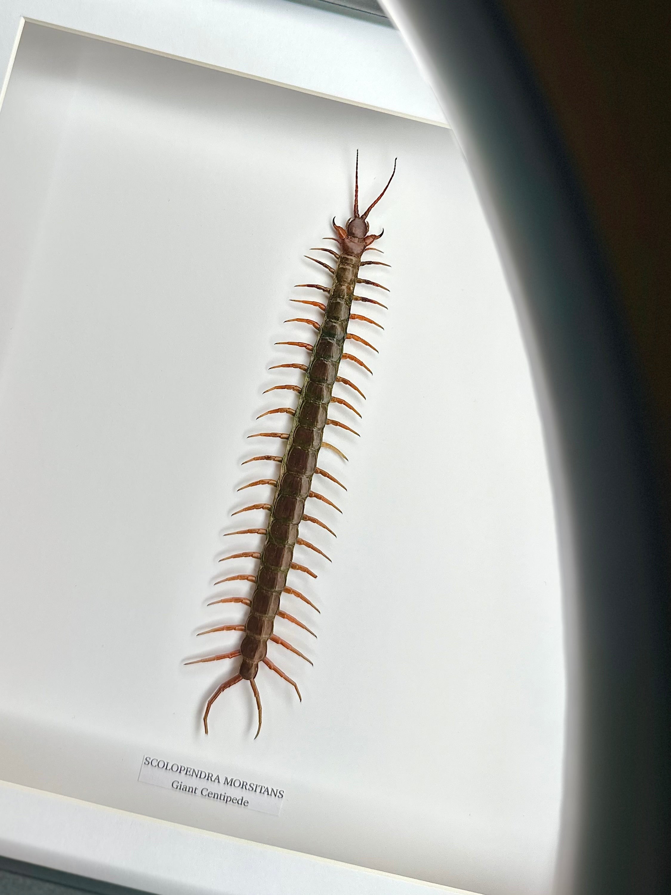 Giant Centipede | Scolopentra Morsitans | Large black shadow deep Frame - Taxidermy Entomology Home Decor Framed Natural Art handmade by cuteaholicgifts