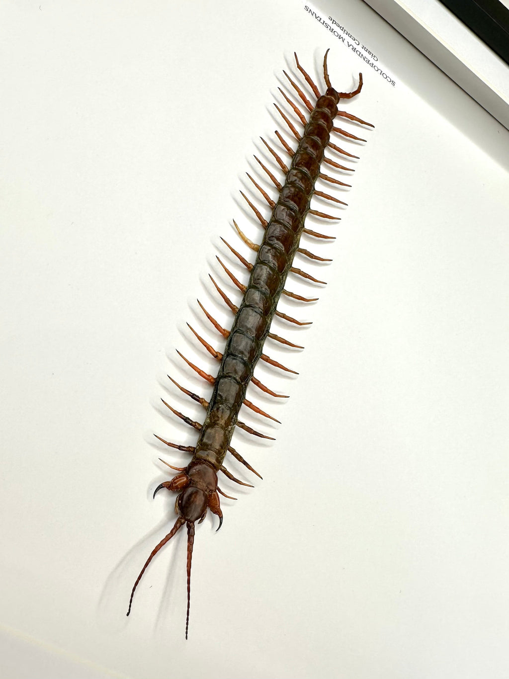 Giant Centipede | Scolopentra Morsitans | Large black shadow deep Frame - Taxidermy Entomology Home Decor Framed Natural Art handmade by cuteaholicgifts