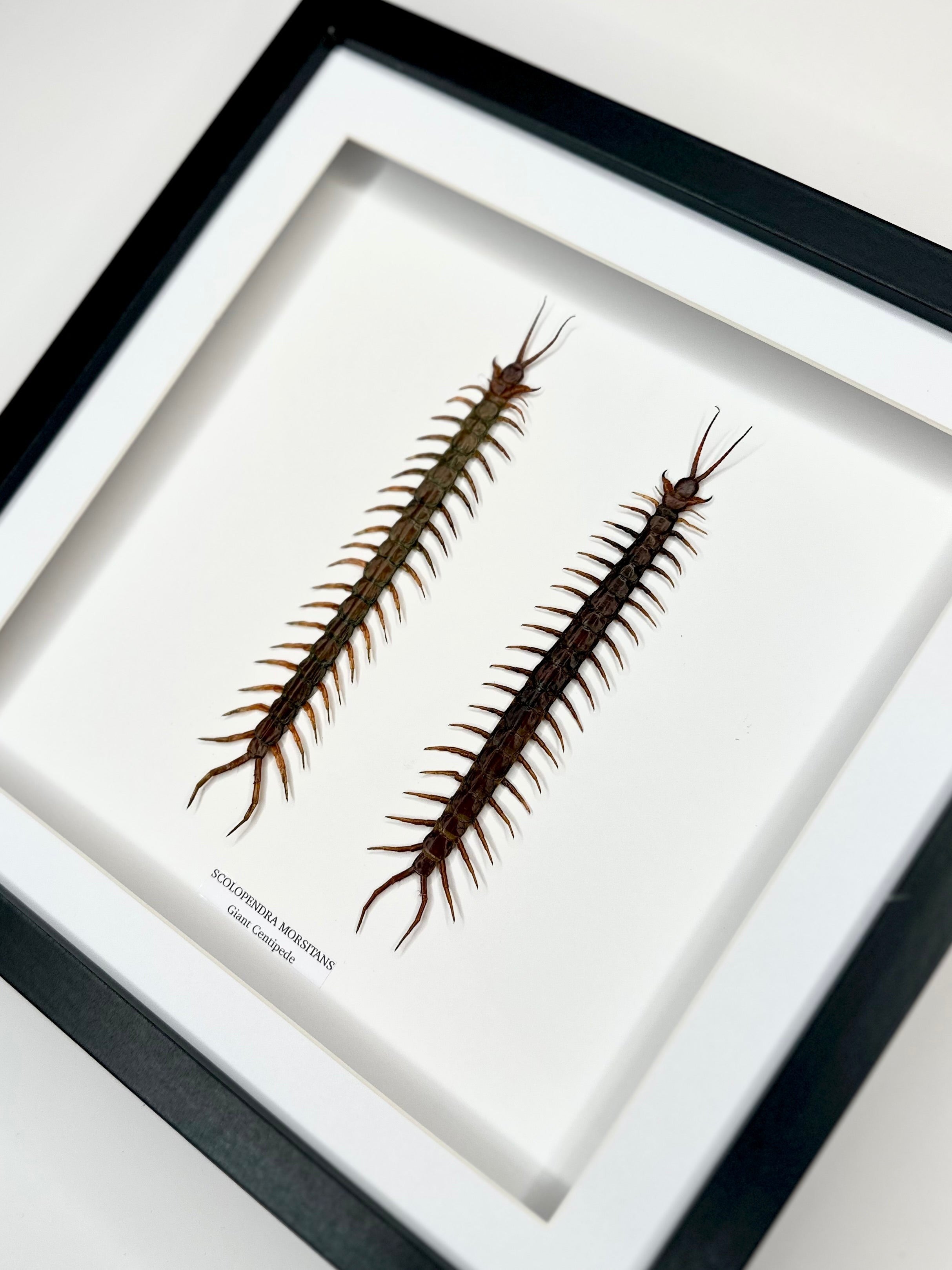 Giant Centipede | Scolopentra Morsitans | Large black shadow deep Frame - Taxidermy Entomology Home Decor Framed Natural Art handmade by cuteaholicgifts