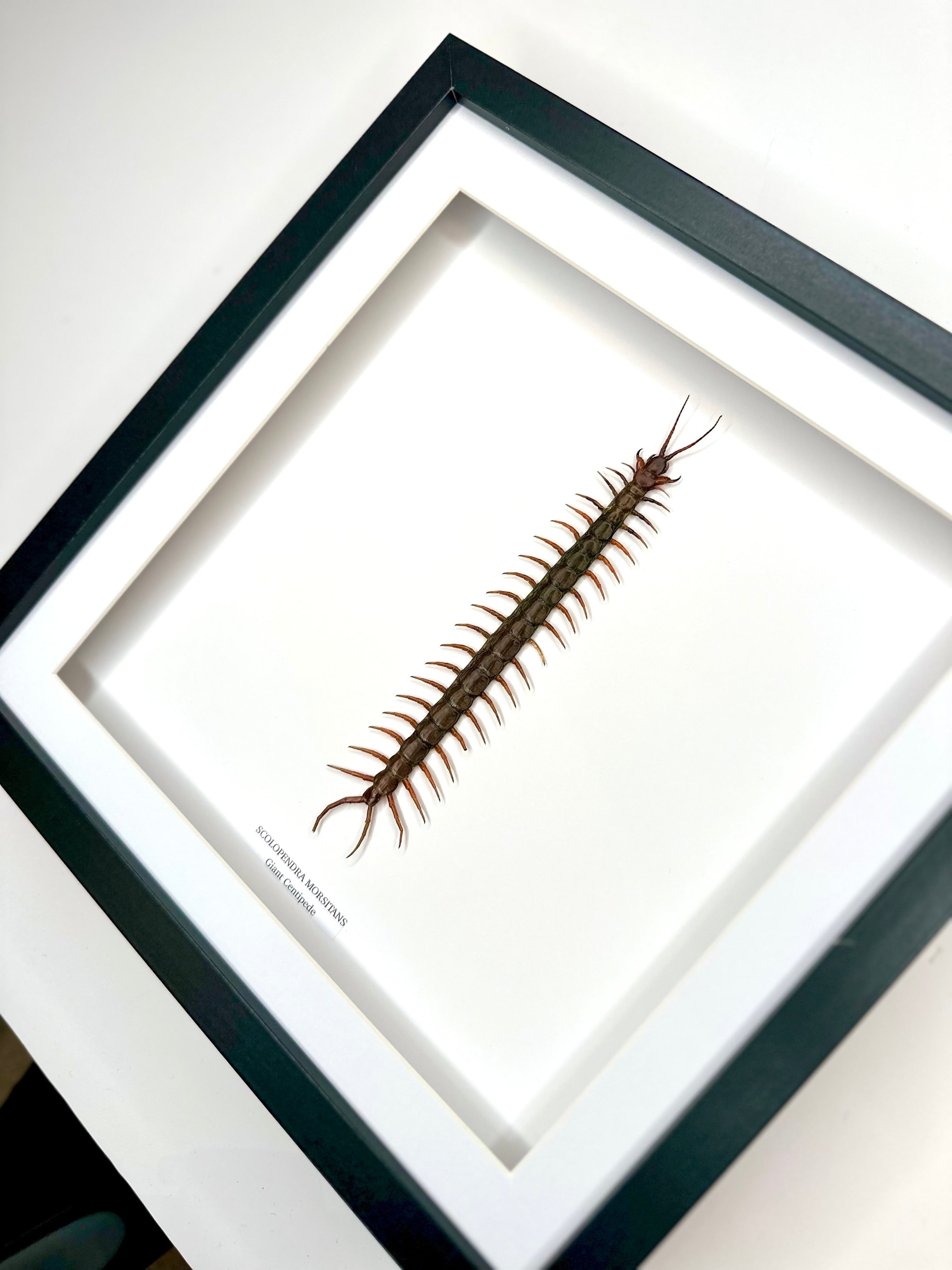 Giant Centipede | Scolopentra Morsitans | Large black shadow deep Frame - Taxidermy Entomology Home Decor Framed Natural Art handmade by cuteaholicgifts