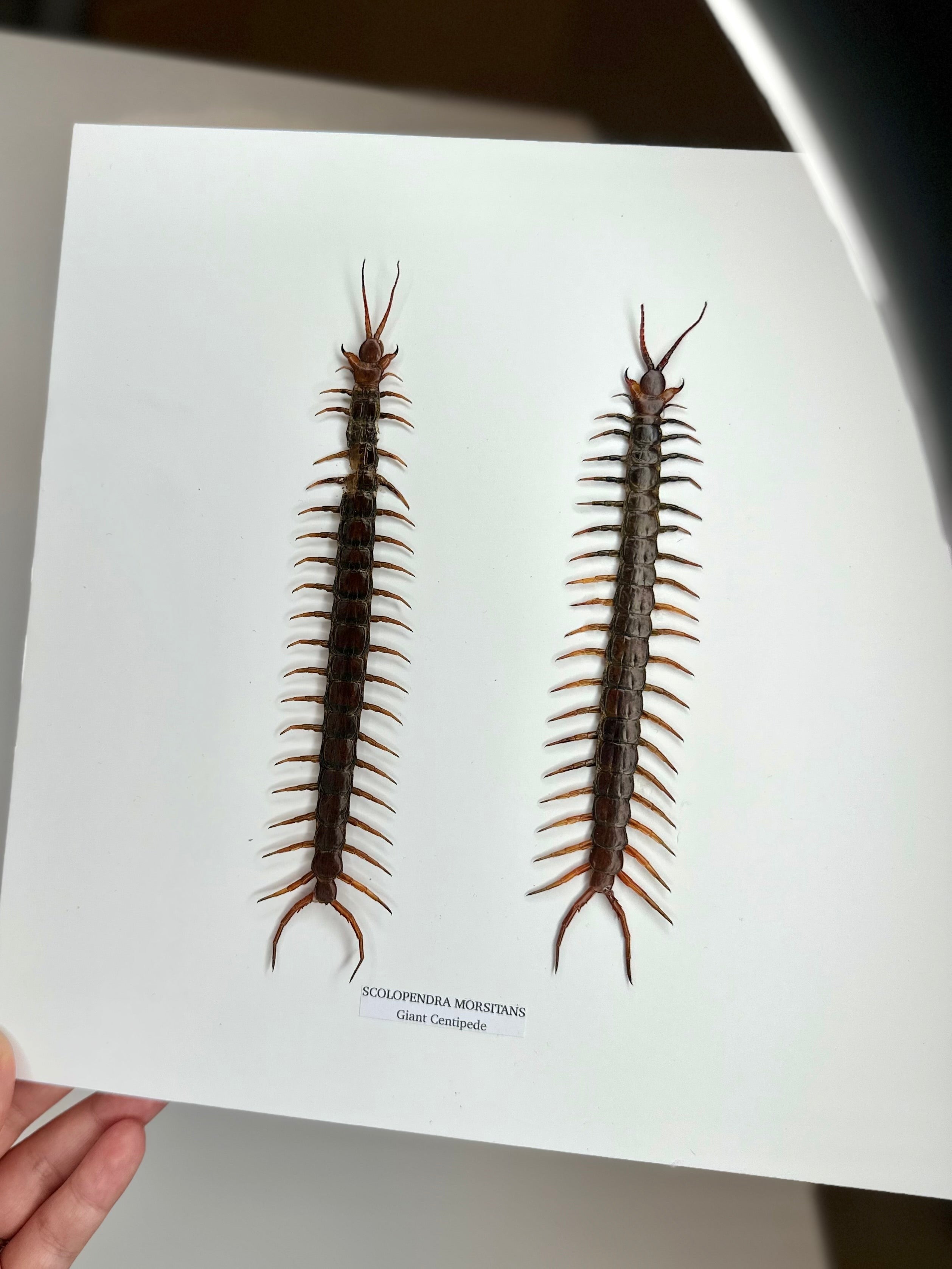 Giant Centipede | Scolopentra Morsitans | Large black shadow deep Frame - Taxidermy Entomology Home Decor Framed Natural Art handmade by cuteaholicgifts