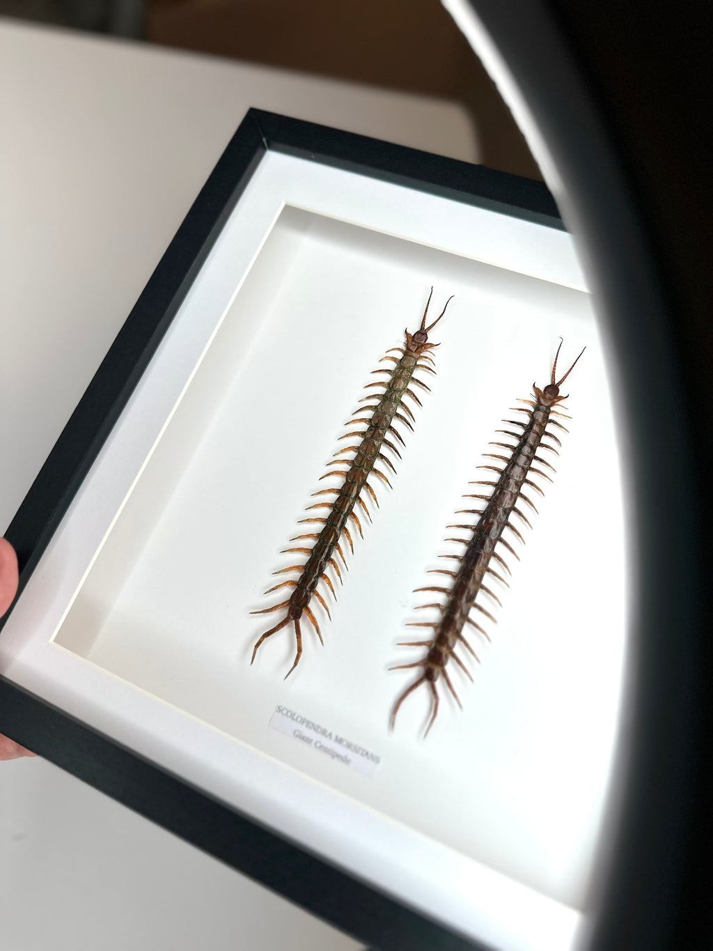 Giant Centipede | Scolopentra Morsitans | Large black shadow deep Frame - Taxidermy Entomology Home Decor Framed Natural Art handmade by cuteaholicgifts