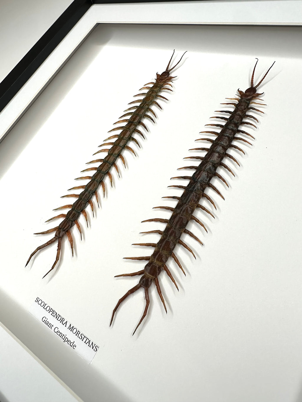 Giant Centipede | Scolopentra Morsitans | Large black shadow deep Frame - Taxidermy Entomology Home Decor Framed Natural Art handmade by cuteaholicgifts