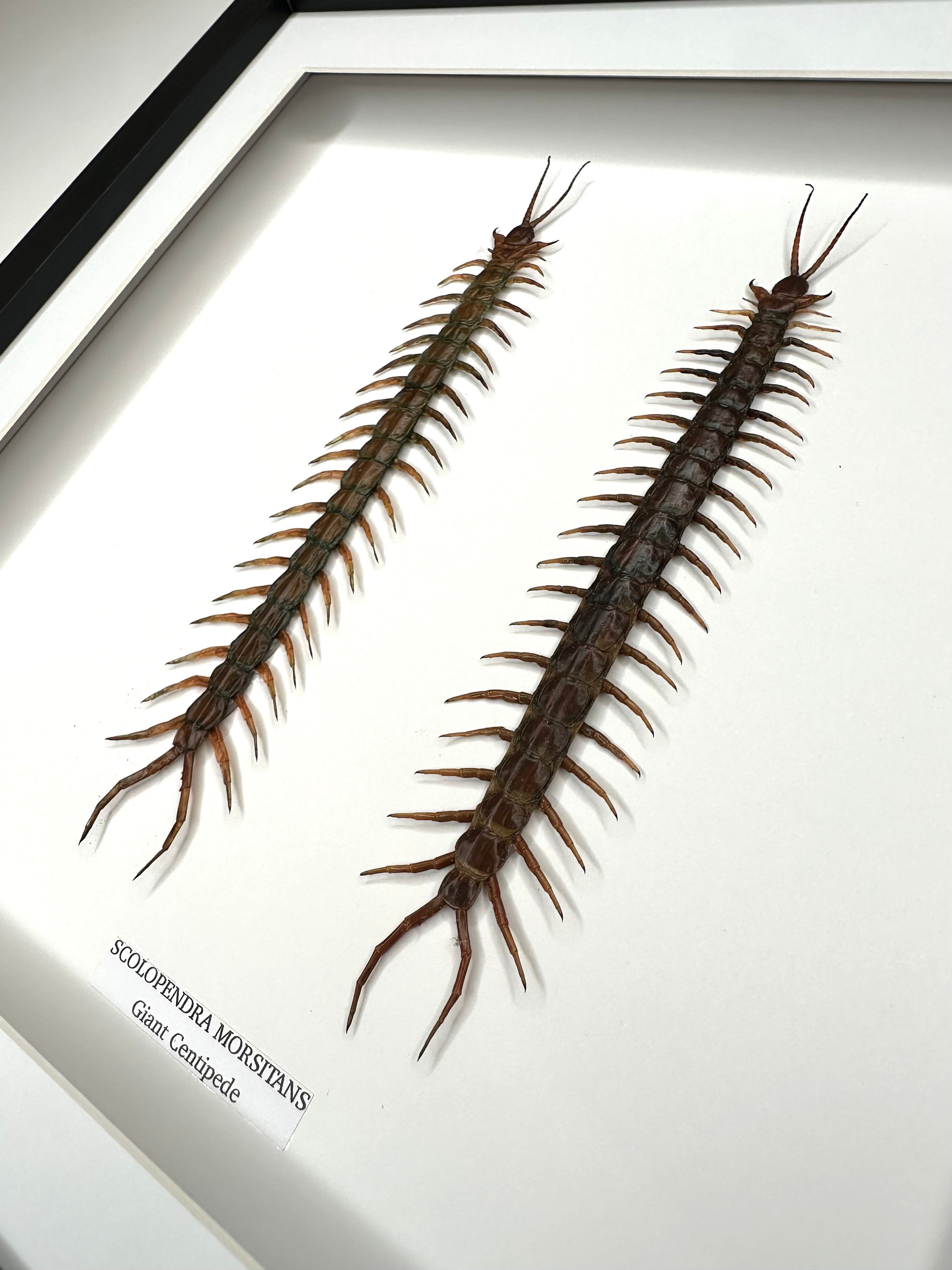 Giant Centipede | Scolopentra Morsitans | Large black shadow deep Frame - Taxidermy Entomology Home Decor Framed Natural Art handmade by cuteaholicgifts