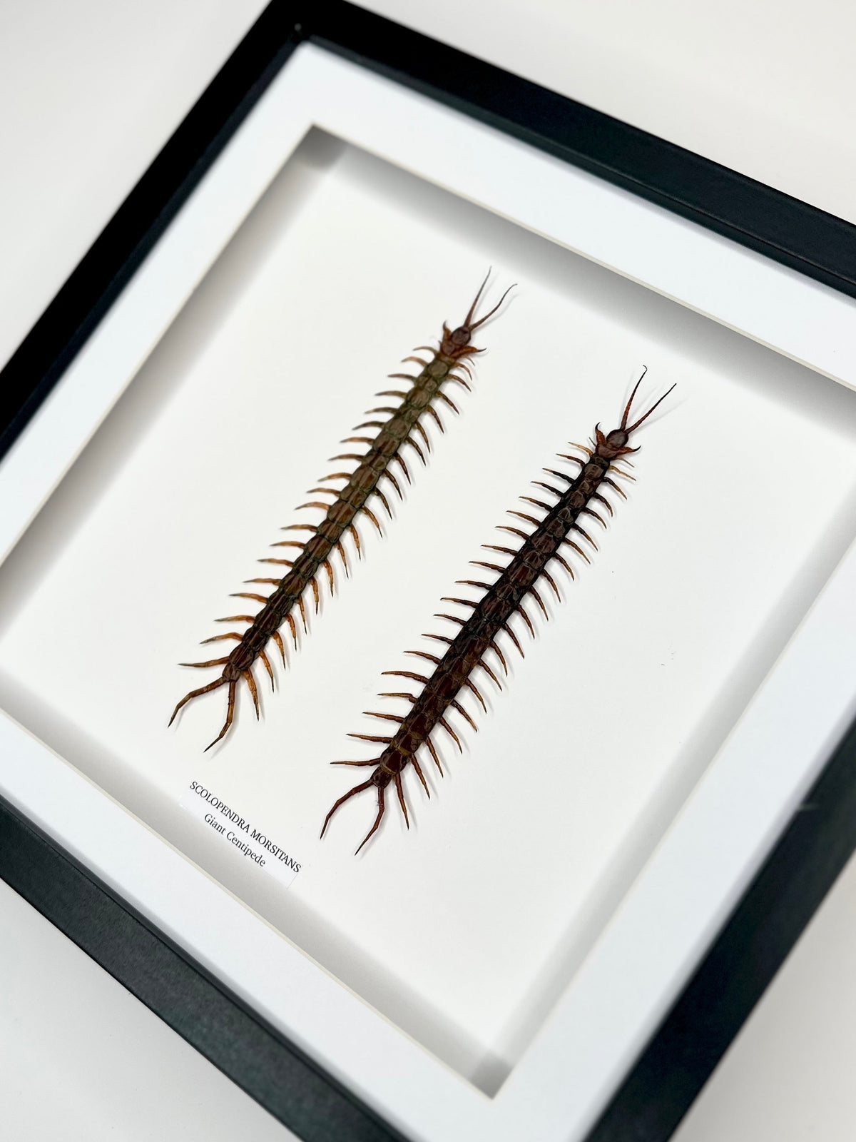 Giant Centipede | Scolopentra Morsitans | Large black shadow deep Frame - Taxidermy Entomology Home Decor Framed Natural Art handmade by cuteaholicgifts