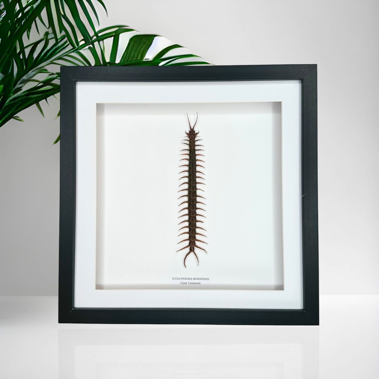 Giant Centipede | Scolopentra Morsitans | Large black shadow deep Frame - Taxidermy Entomology Home Decor Framed Natural Art handmade by cuteaholicgifts