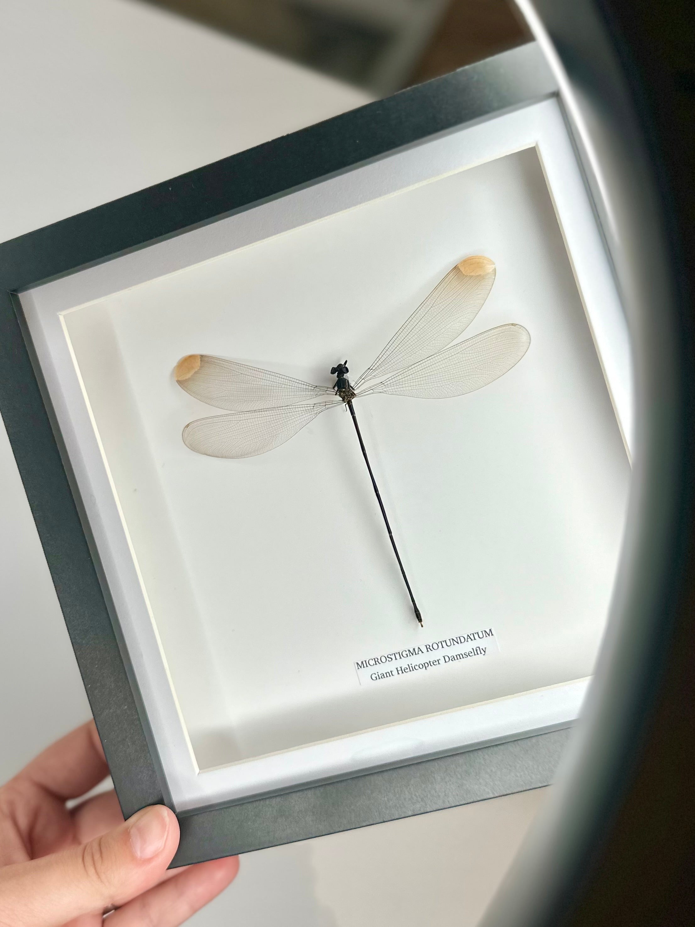 Giant Helicopter Damselfly | Microstigma Rotundatum | Medium black shadow deep Frame - Taxidermy Entomology Home Decor Framed Natural Art handmade by cuteaholic gifts