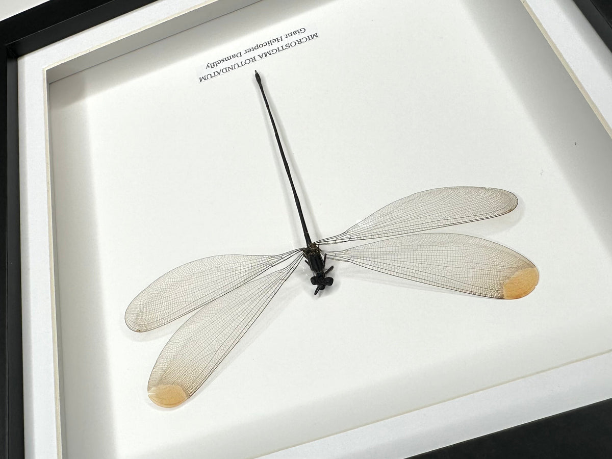 Giant Helicopter Damselfly | Microstigma Rotundatum | Medium black shadow deep Frame - Taxidermy Entomology Home Decor Framed Natural Art handmade by cuteaholic gifts