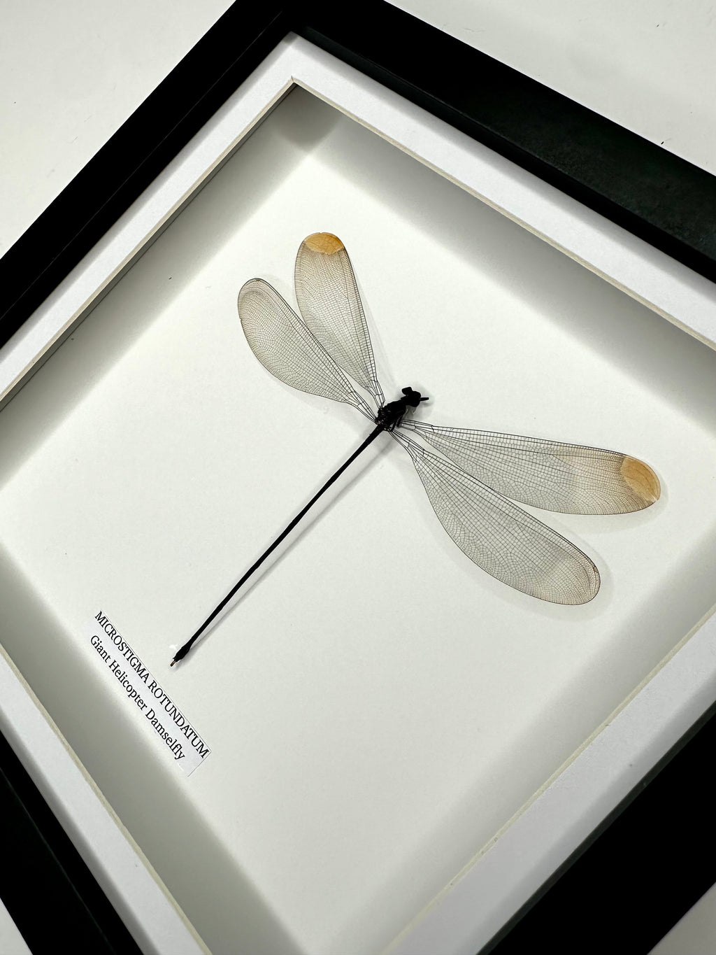 Giant Helicopter Damselfly | Microstigma Rotundatum | Medium black shadow deep Frame - Taxidermy Entomology Home Decor Framed Natural Art handmade by cuteaholic gifts