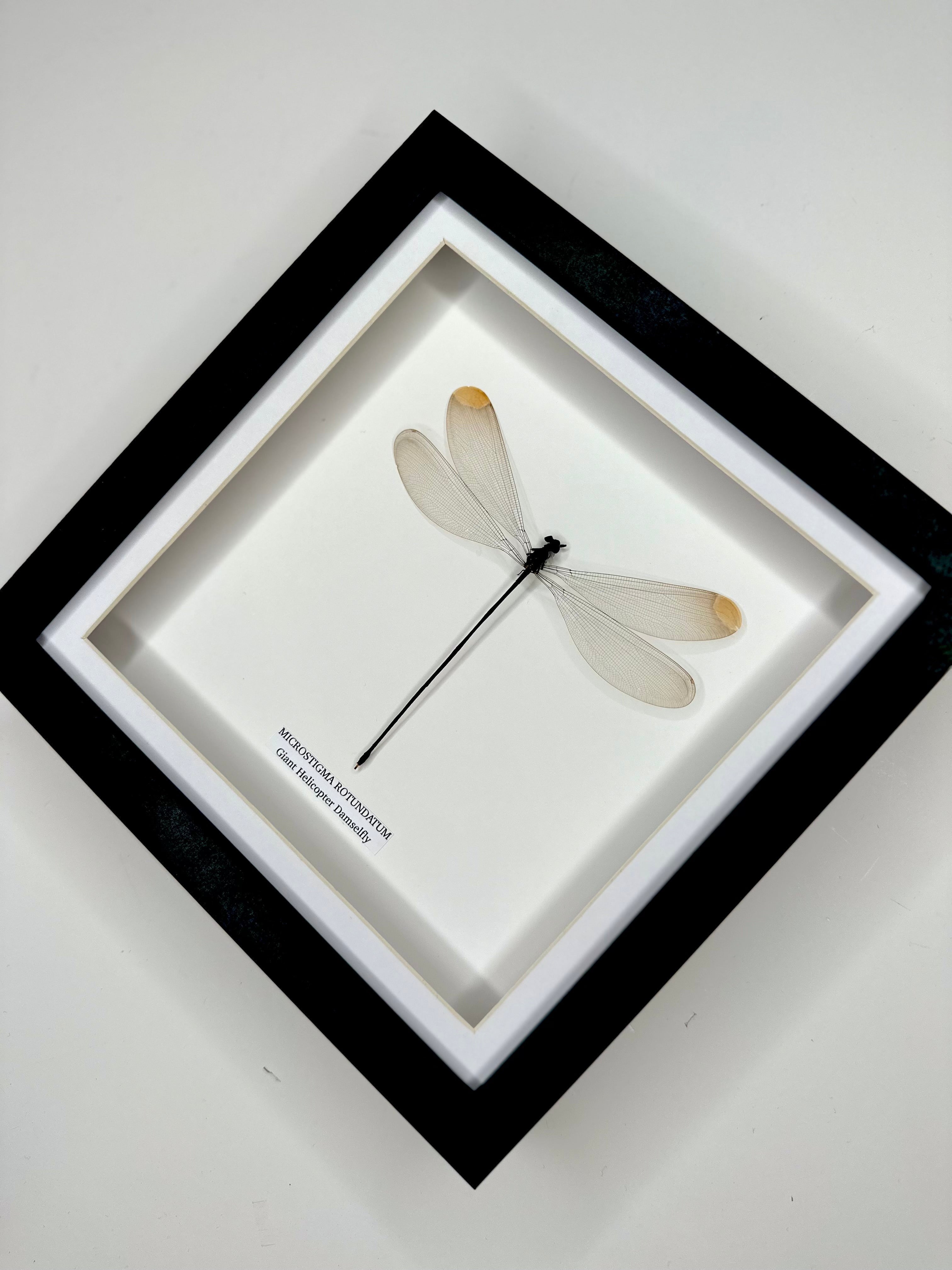 Giant Helicopter Damselfly | Microstigma Rotundatum | Medium black shadow deep Frame - Taxidermy Entomology Home Decor Framed Natural Art handmade by cuteaholic gifts