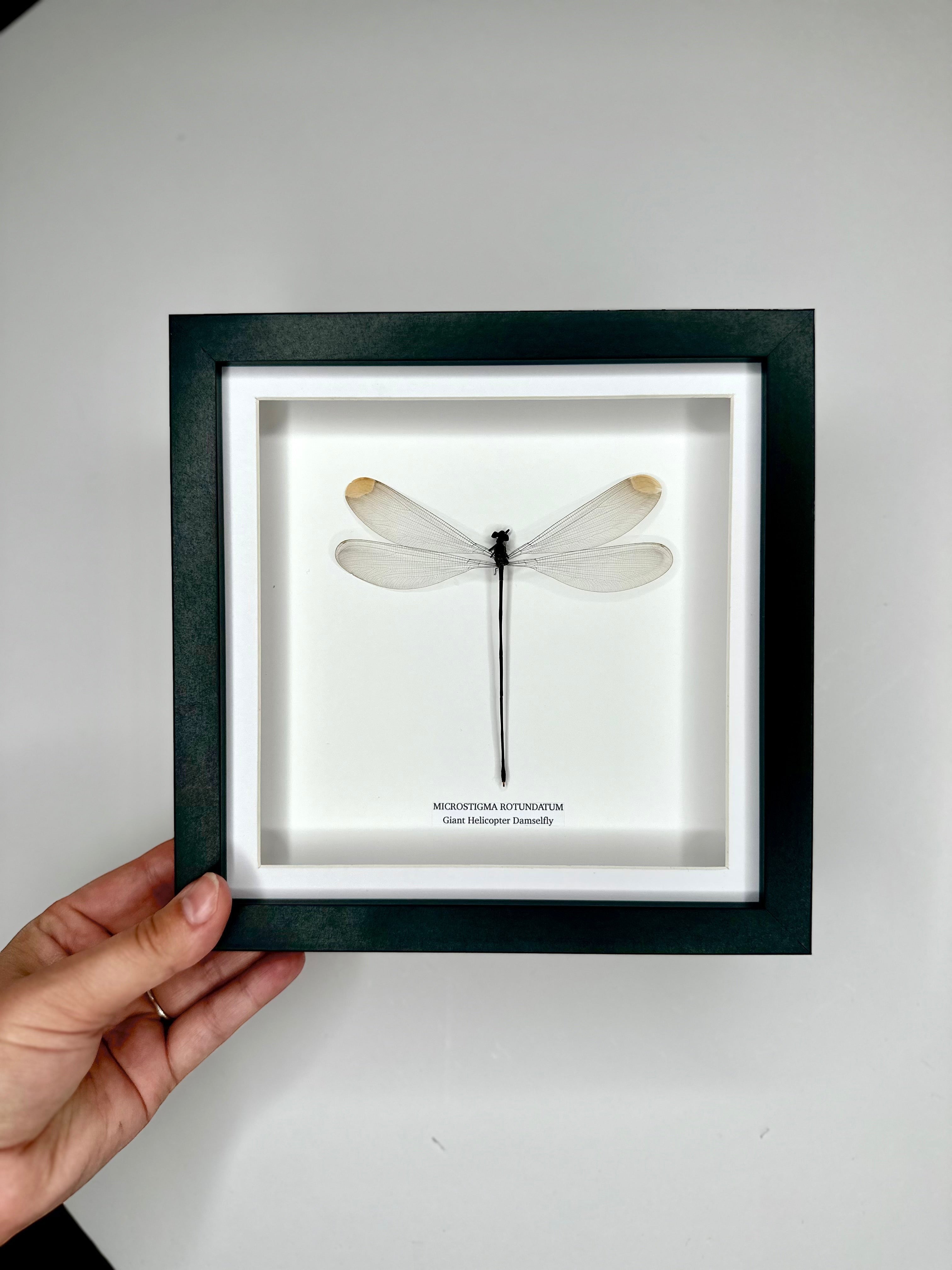 Giant Helicopter Damselfly | Microstigma Rotundatum | Medium black shadow deep Frame - Taxidermy Entomology Home Decor Framed Natural Art handmade by cuteaholic gifts