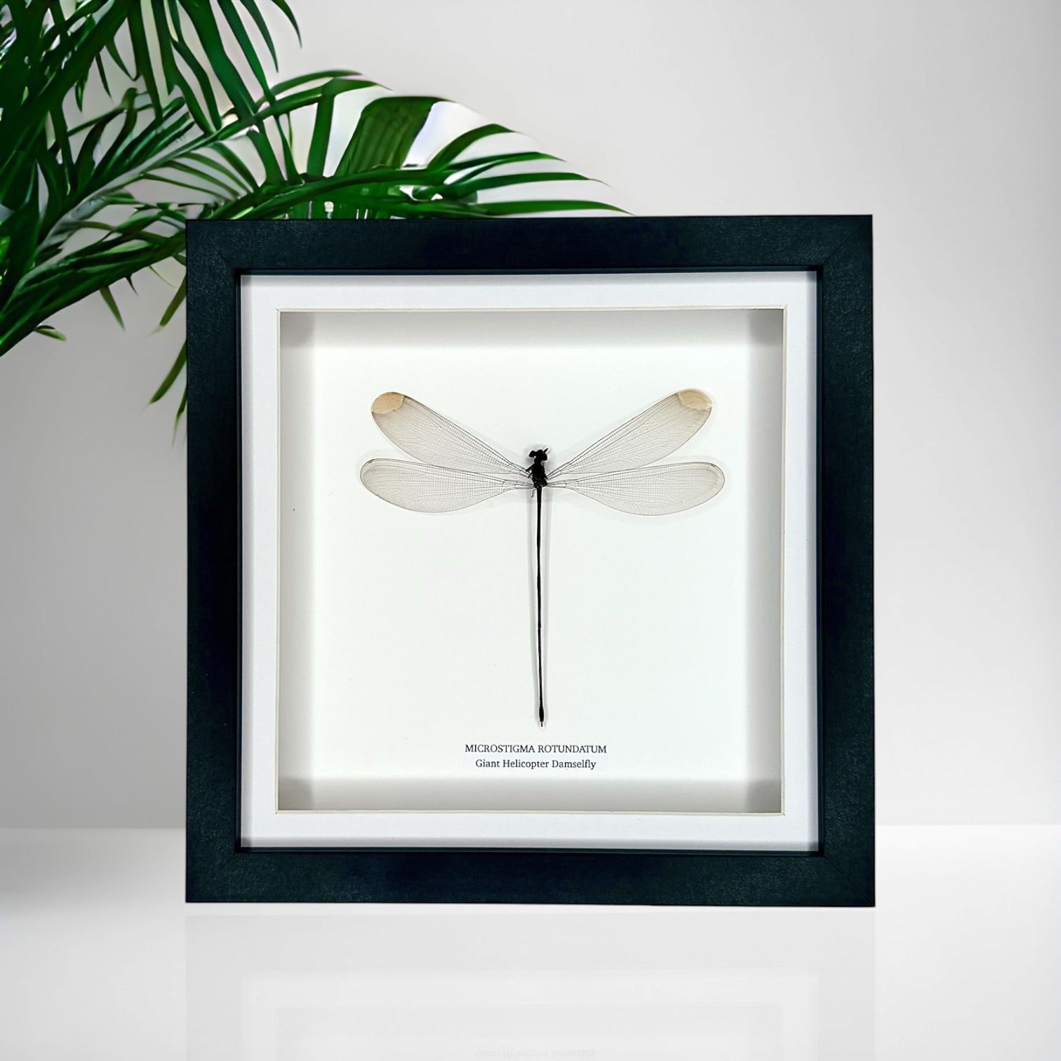 Giant Helicopter Damselfly | Microstigma Rotundatum | Medium black shadow deep Frame - Taxidermy Entomology Home Decor Framed Natural Art handmade by cuteaholic gifts