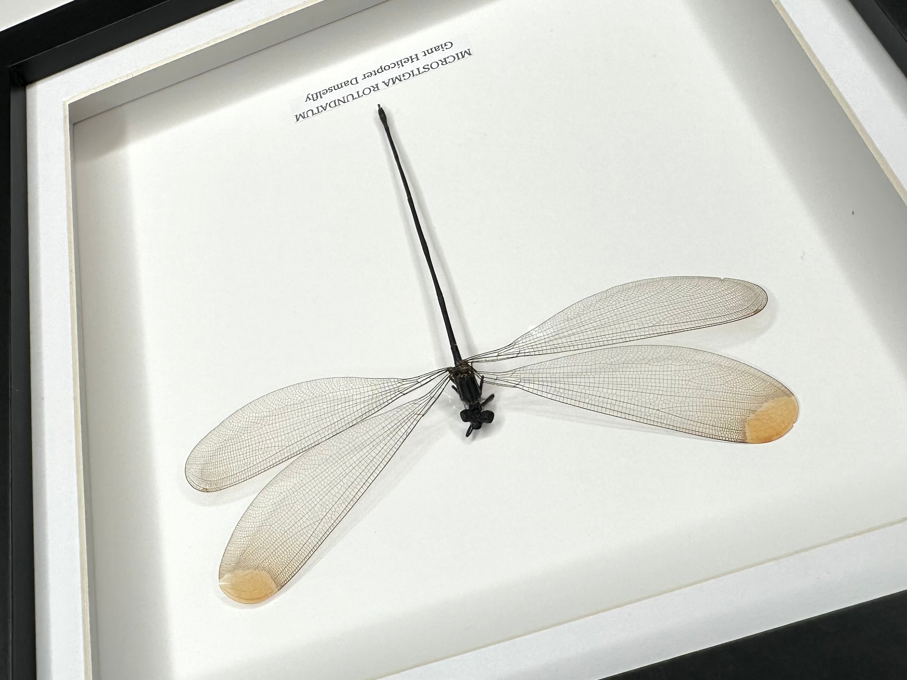 Giant Helicopter Damselfly | Microstigma Rotundatum | Medium black shadow deep Frame - Taxidermy Entomology Home Decor Framed Natural Art handmade by cuteaholic gifts