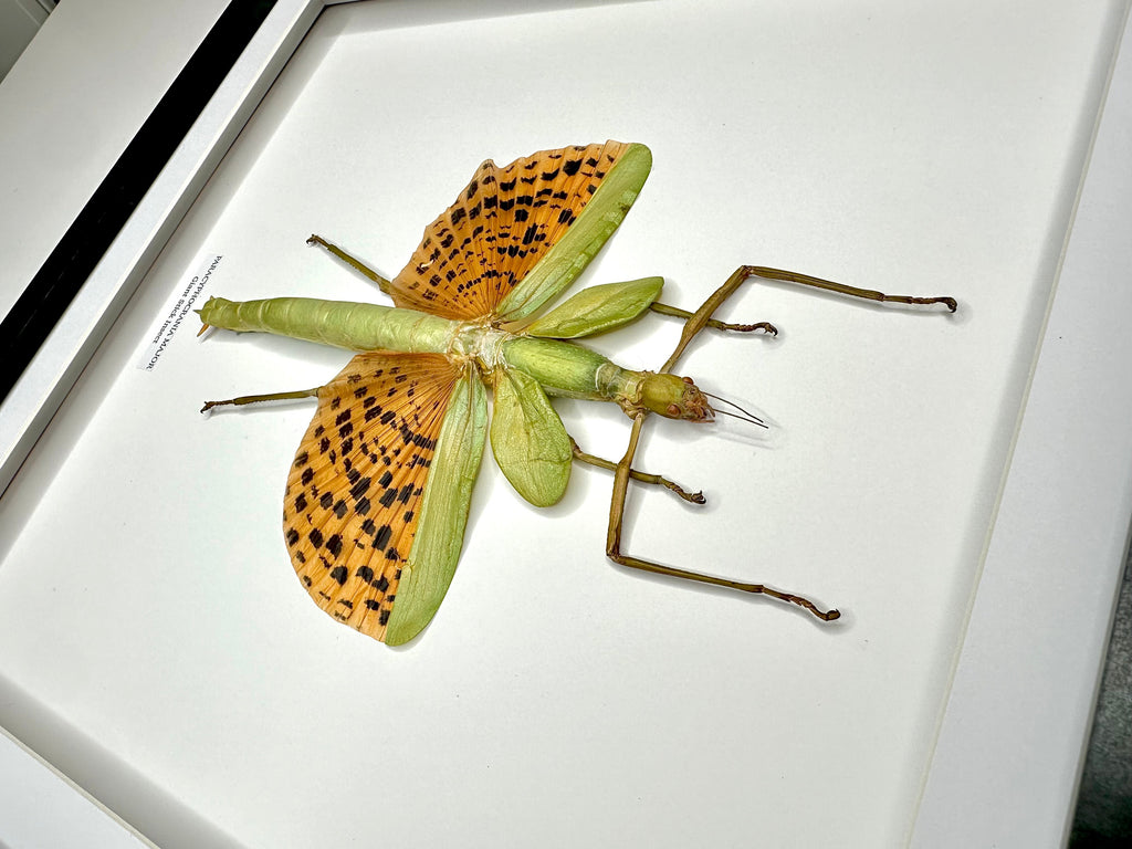 Giant Major Stick Insect | XLarge deep black shadow Frame - Taxidermy Entomology Home Decor Framed Natural Art handmade by cuteaholic gifts