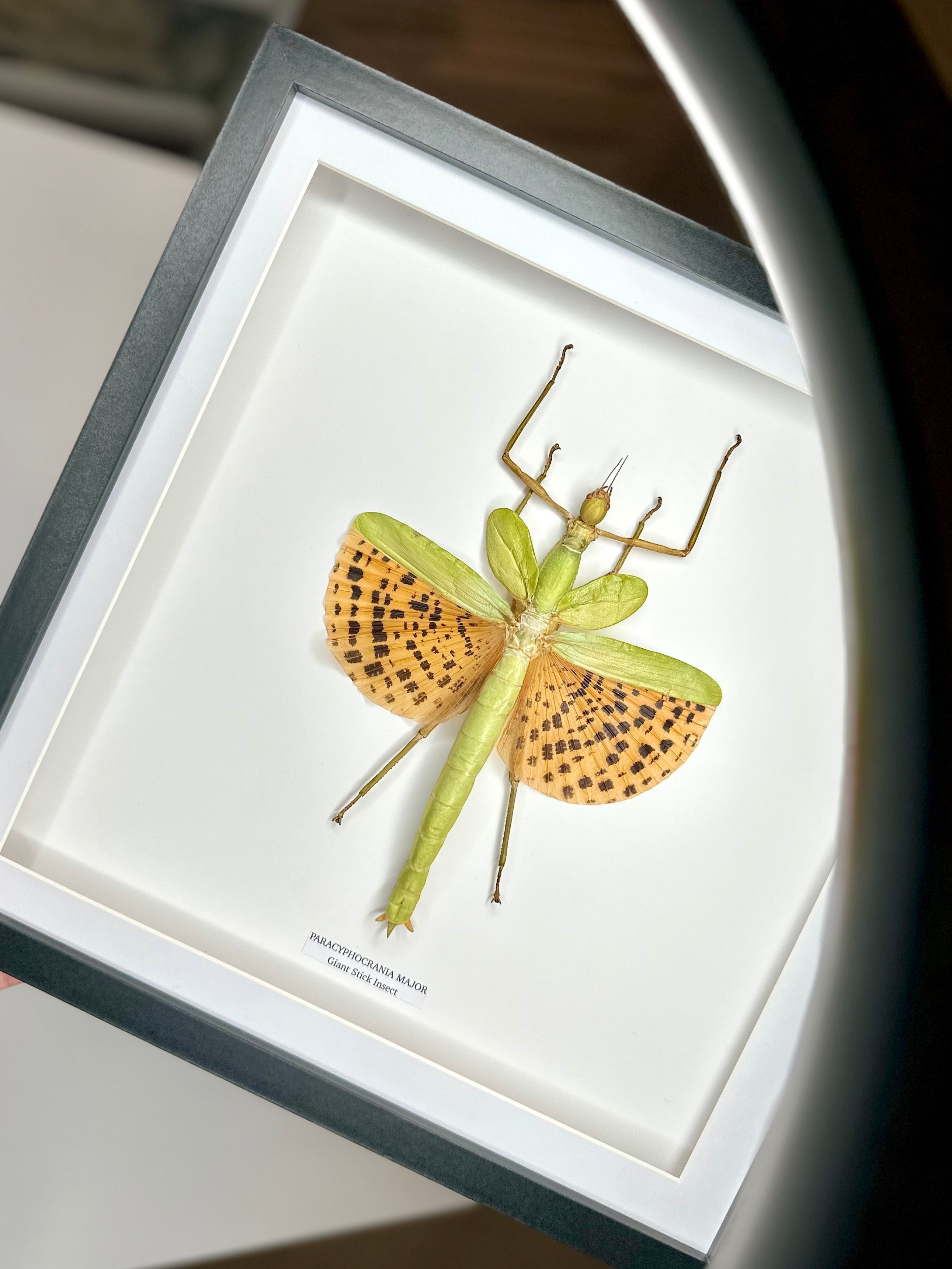 Giant Major Stick Insect | XLarge deep black shadow Frame - Taxidermy Entomology Home Decor Framed Natural Art handmade by cuteaholic gifts