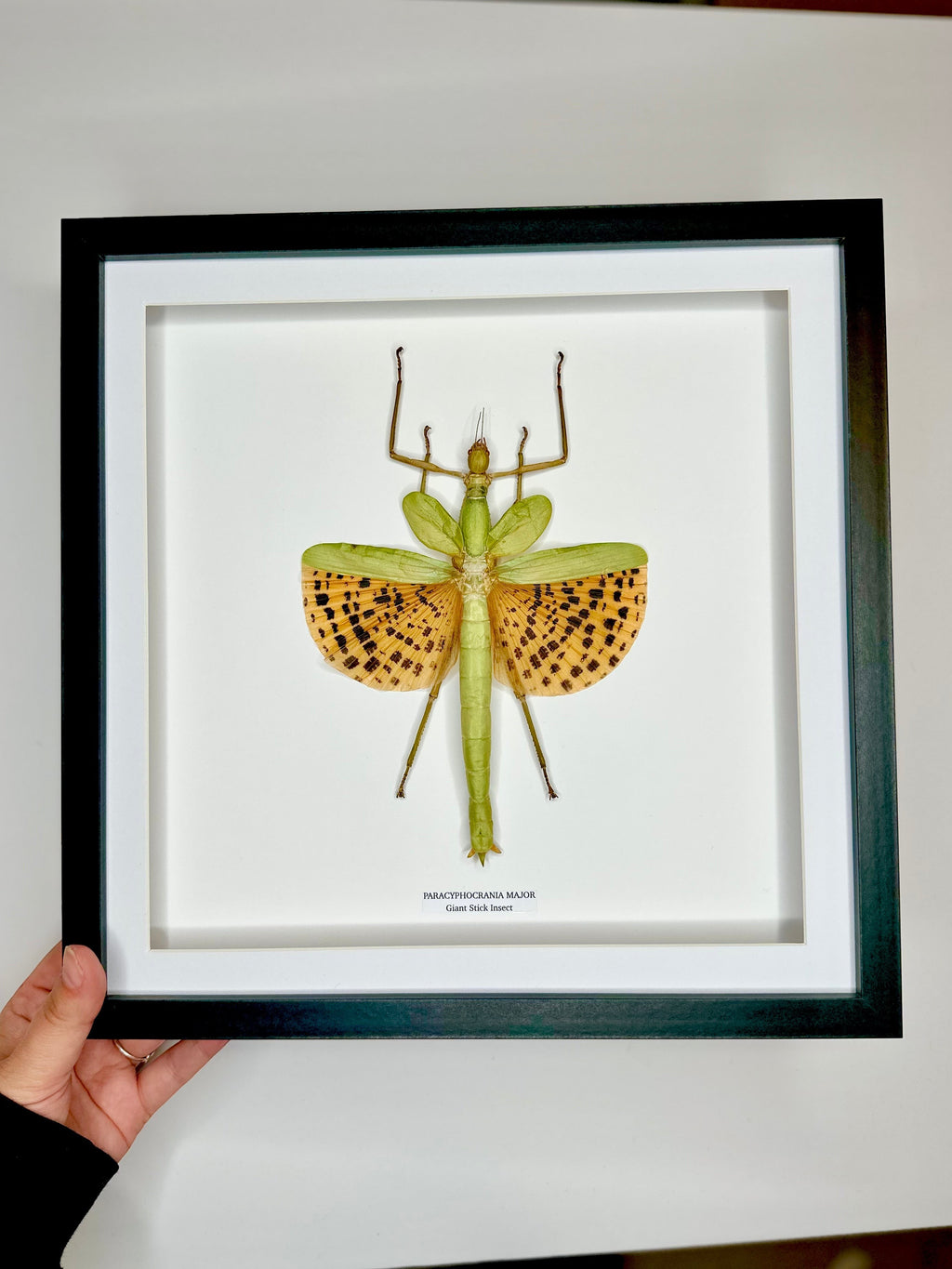 Giant Major Stick Insect | XLarge deep black shadow Frame - Taxidermy Entomology Home Decor Framed Natural Art handmade by cuteaholic gifts