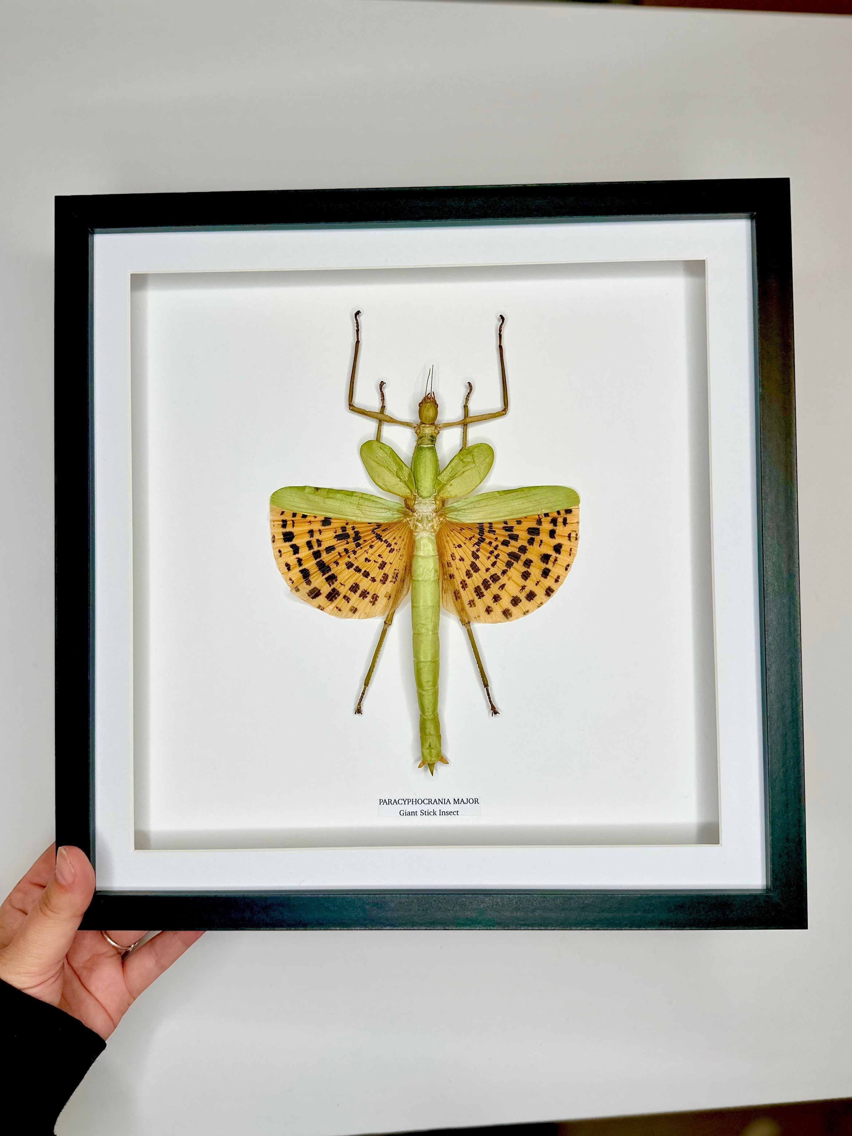 Giant Major Stick Insect | XLarge deep black shadow Frame - Taxidermy Entomology Home Decor Framed Natural Art handmade by cuteaholic gifts