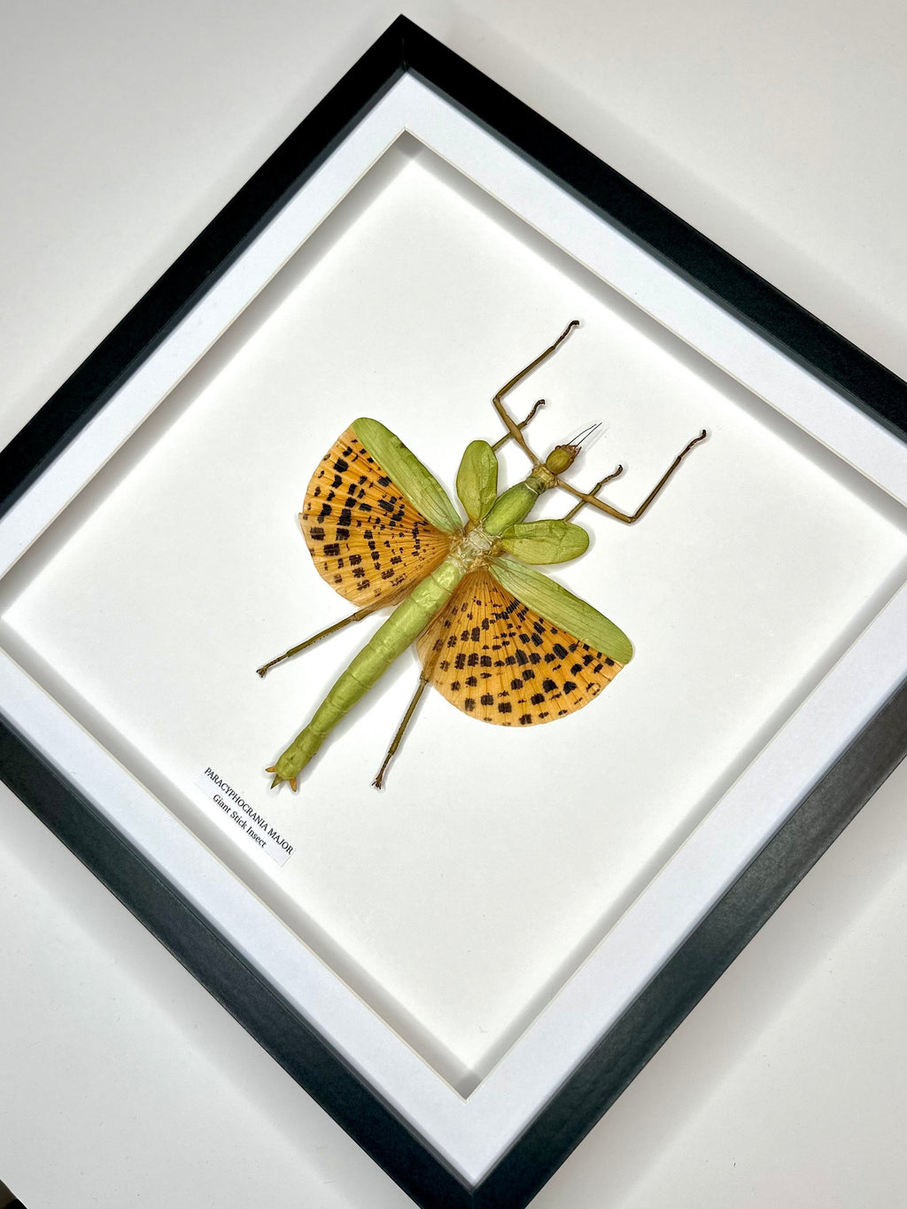 Giant Major Stick Insect | XLarge deep black shadow Frame - Taxidermy Entomology Home Decor Framed Natural Art handmade by cuteaholic gifts