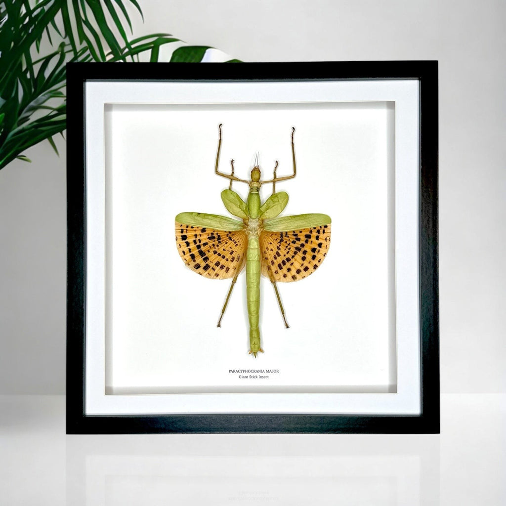 Giant Major Stick Insect | XLarge deep black shadow Frame - Taxidermy Entomology Home Decor Framed Natural Art handmade by cuteaholic gifts