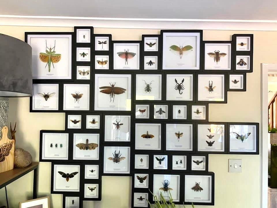 Giant Male Scoliid Wasp also known as Megascolia Procer, Taxidermy Entomology Home Decor Framed in a black deep shadow box frame hand made Natural Art by cuteaholic gifts inspiration how to display your bug frames