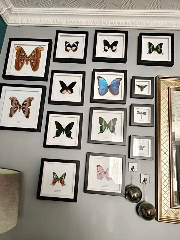 Giant Male Scoliid Wasp also known as Megascolia Procer, Natural Taxidermy Entomology Home Decor Hand made by cuteaholic gifts Framed in a Natural black shadow frame box frame made to Art