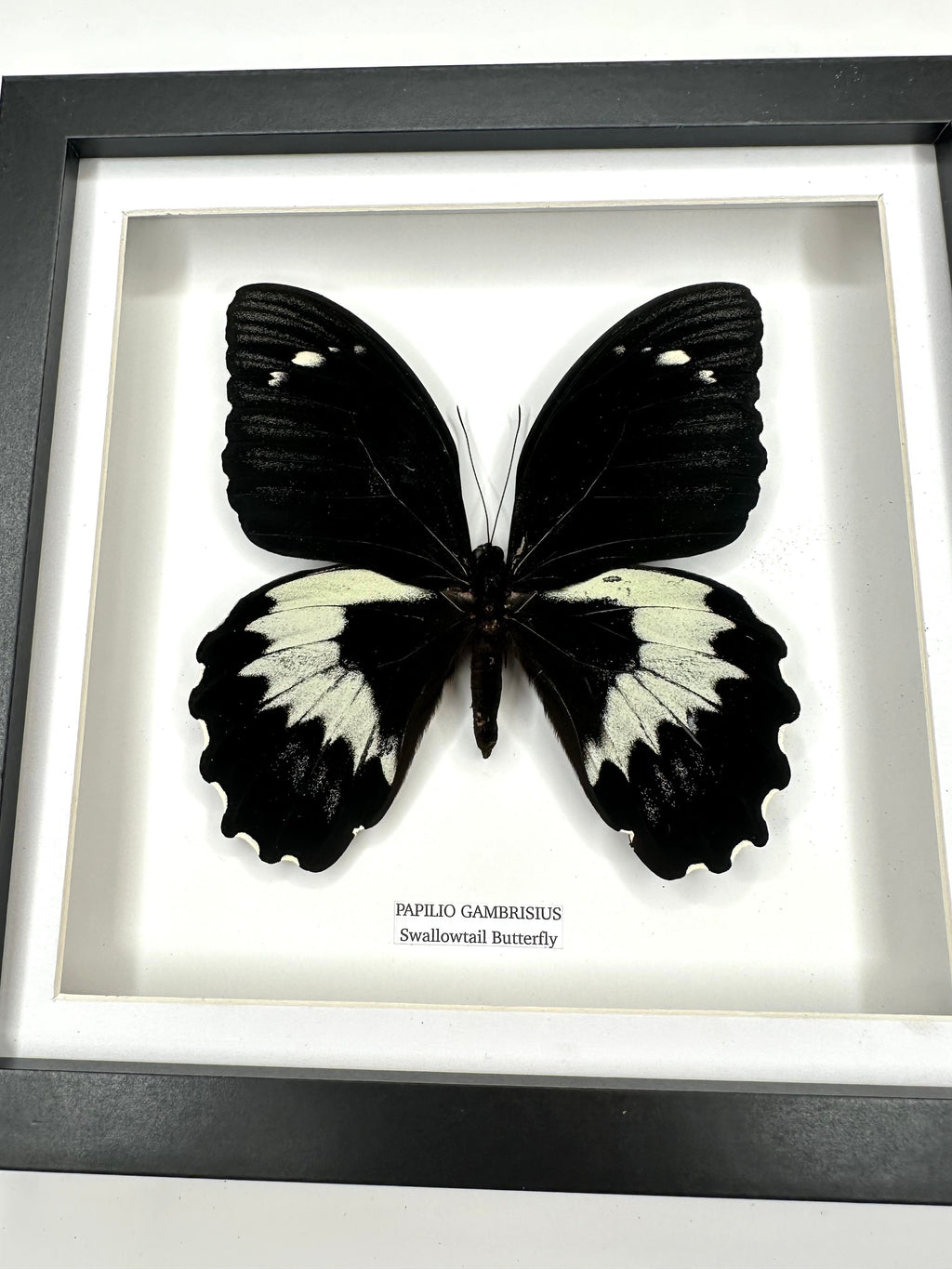 Giant Papilio Gambrisius Swallowtail | Medium deep black shadow Frame - Taxidermy Entomology Home Decor Framed Natural Art handmade by cuteaholic gifts