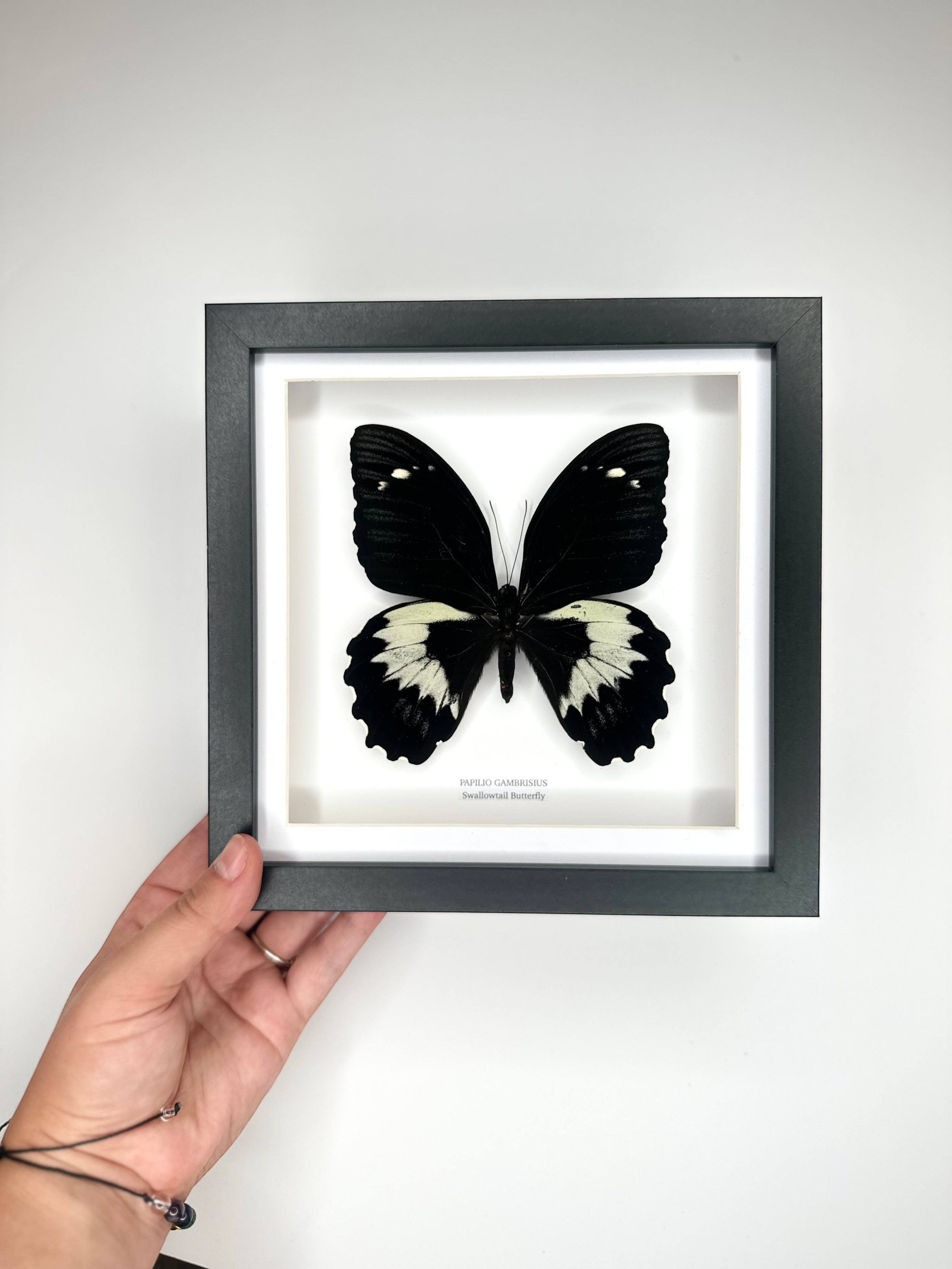 Giant Papilio Gambrisius Swallowtail | Medium deep black shadow Frame - Taxidermy Entomology Home Decor Framed Natural Art handmade by cuteaholic gifts