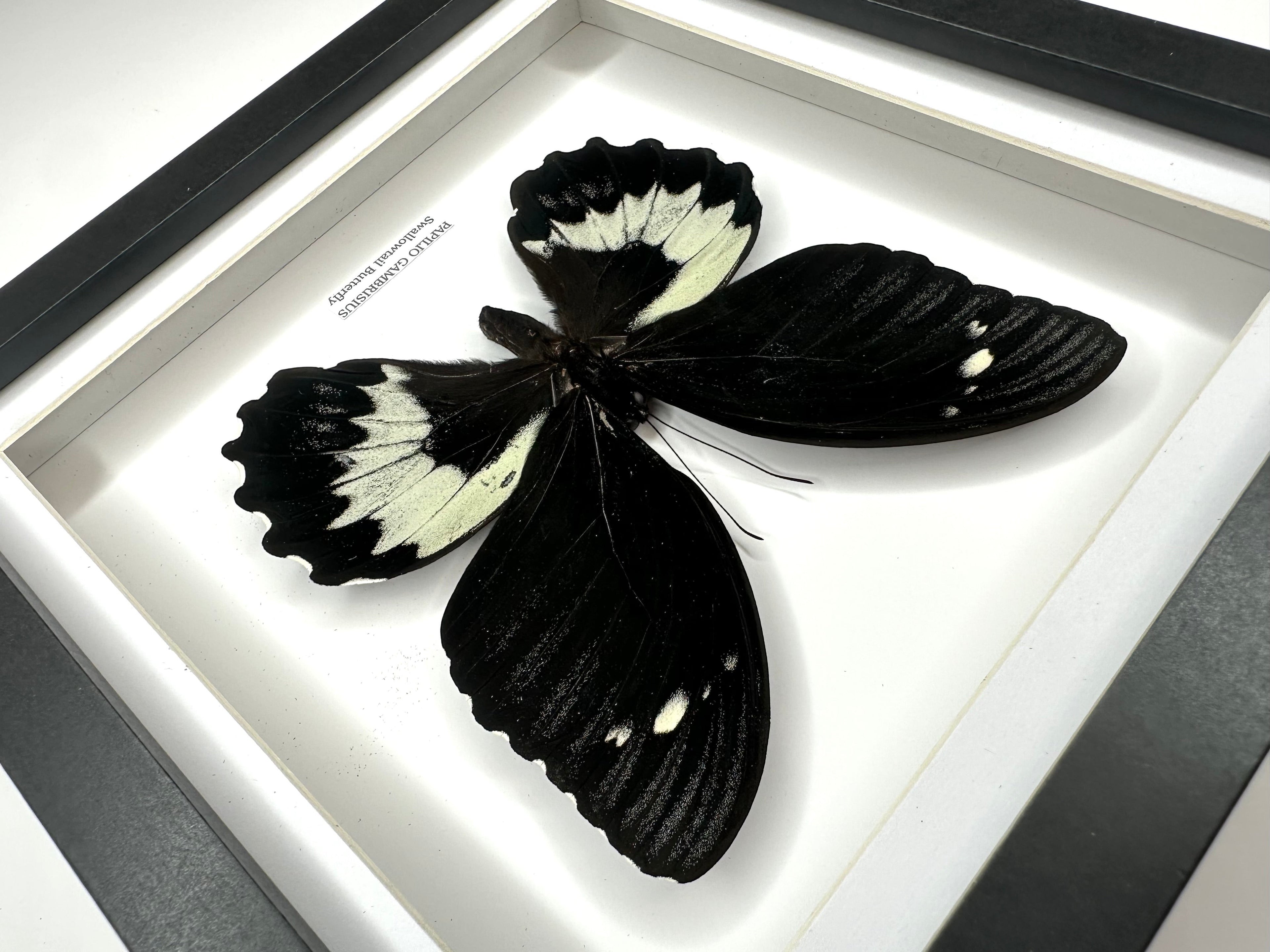 Giant Papilio Gambrisius Swallowtail | Medium deep black shadow Frame - Taxidermy Entomology Home Decor Framed Natural Art handmade by cuteaholic gifts