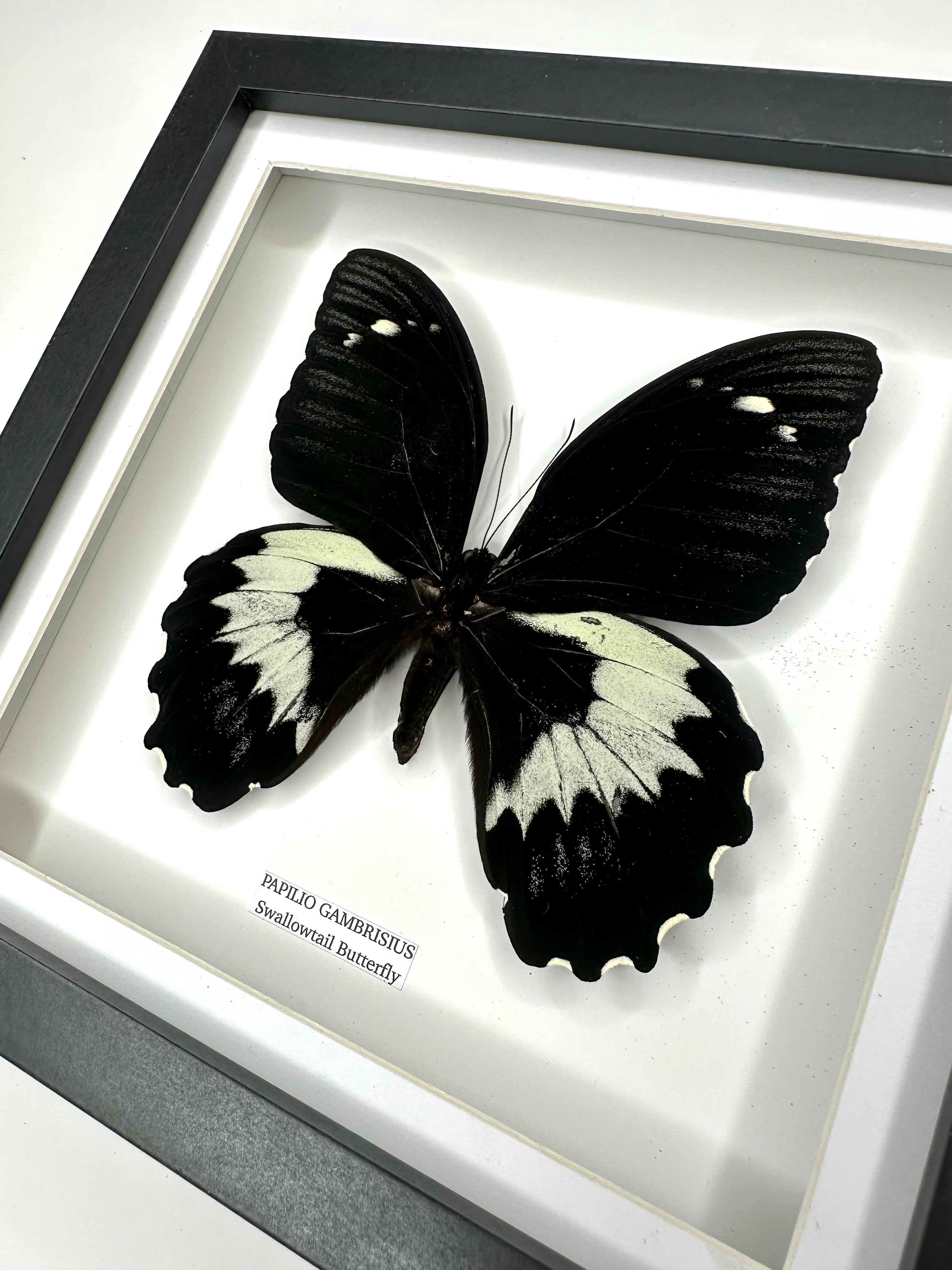 Giant Papilio Gambrisius Swallowtail | Medium deep black shadow Frame - Taxidermy Entomology Home Decor Framed Natural Art handmade by cuteaholic gifts
