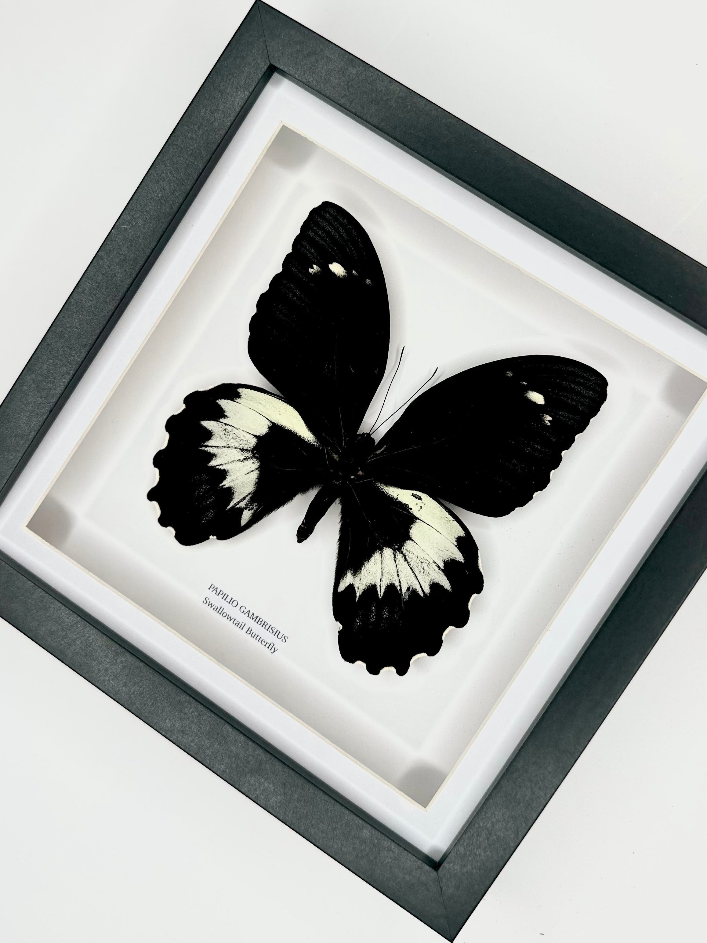 Giant Papilio Gambrisius Swallowtail | Medium deep black shadow Frame - Taxidermy Entomology Home Decor Framed Natural Art handmade by cuteaholic gifts