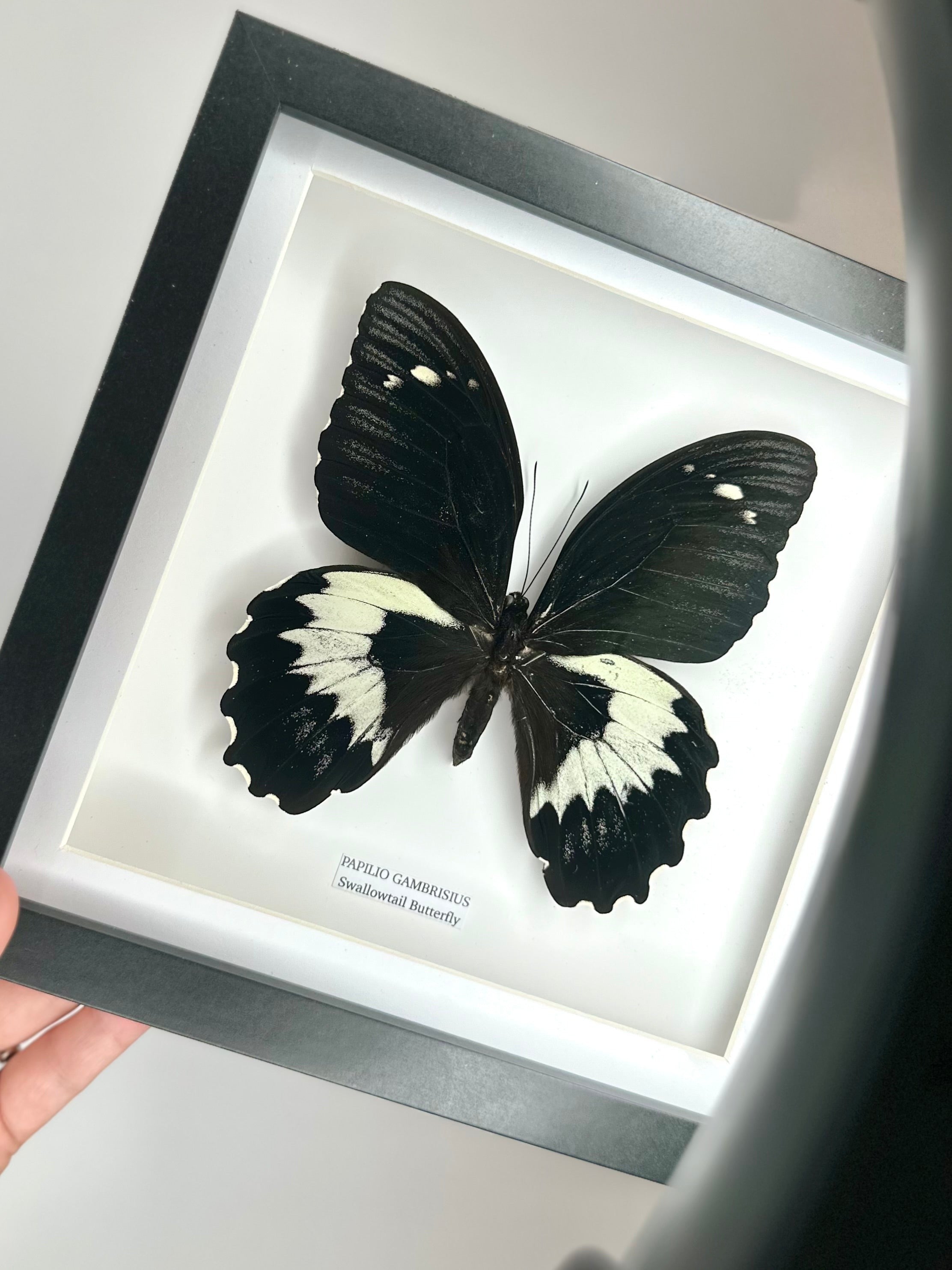Giant Papilio Gambrisius Swallowtail | Medium deep black shadow Frame - Taxidermy Entomology Home Decor Framed Natural Art handmade by cuteaholic gifts
