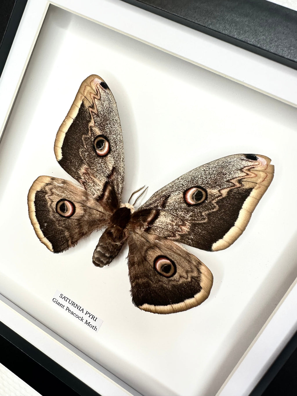 Giant Peacock Moth | Saturnia Pyri | Medium Frame • Taxidermy Entomology Home Decor Framed Art