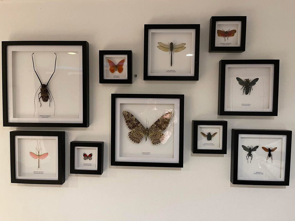 Giant Scoliid Wasp also known as a Female Megascolia Procer framed in a black shadow frame Medium Frame, Taxidermy Entomology Home Decor Natural Framed Art hand made by cuteaholic gifts